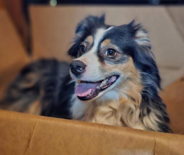 Enlarge Jackson, a Adoptable Australian Shepherd in Nokomis, FL image 2/2