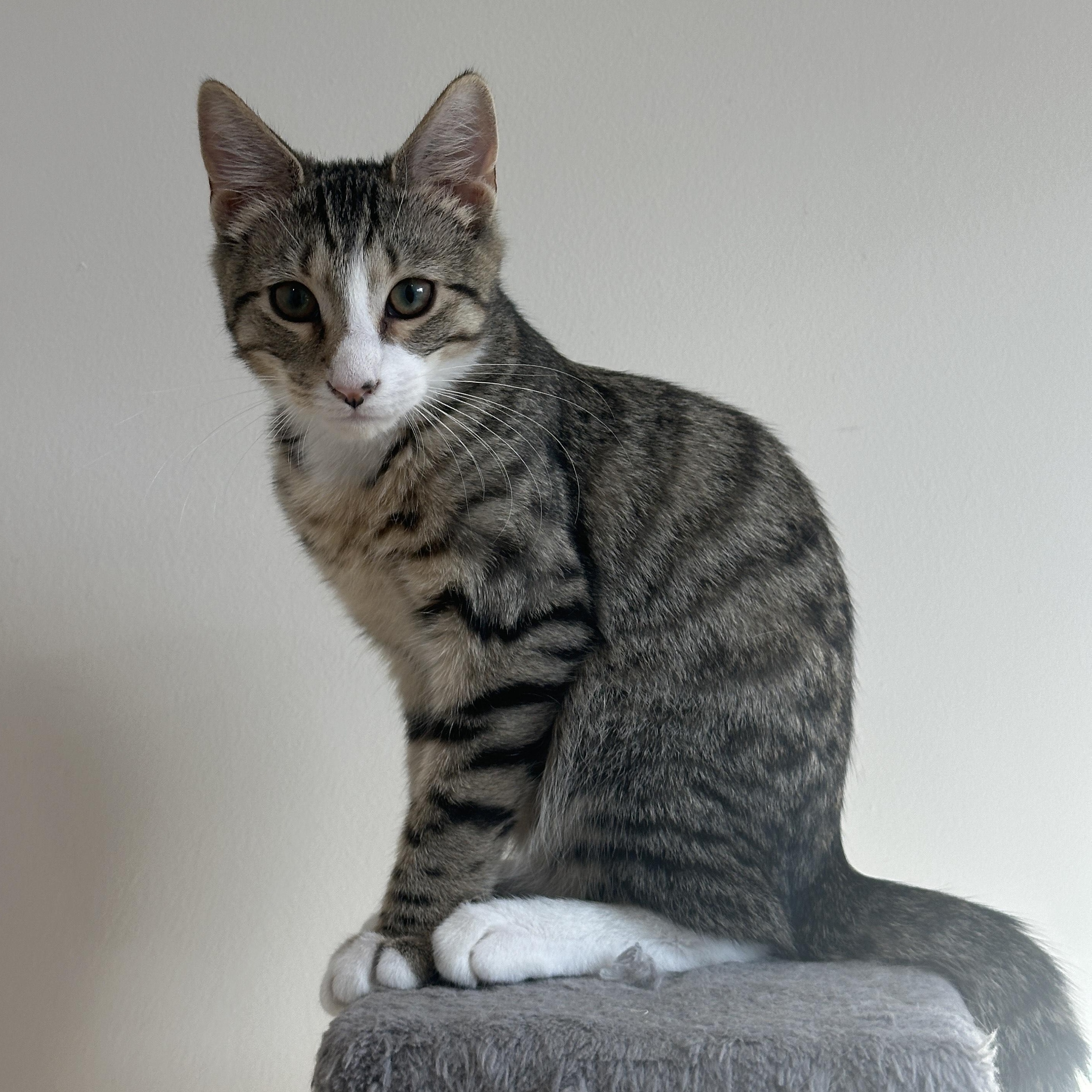 Wiley, adopted, Young Male Domestic Short Hair.