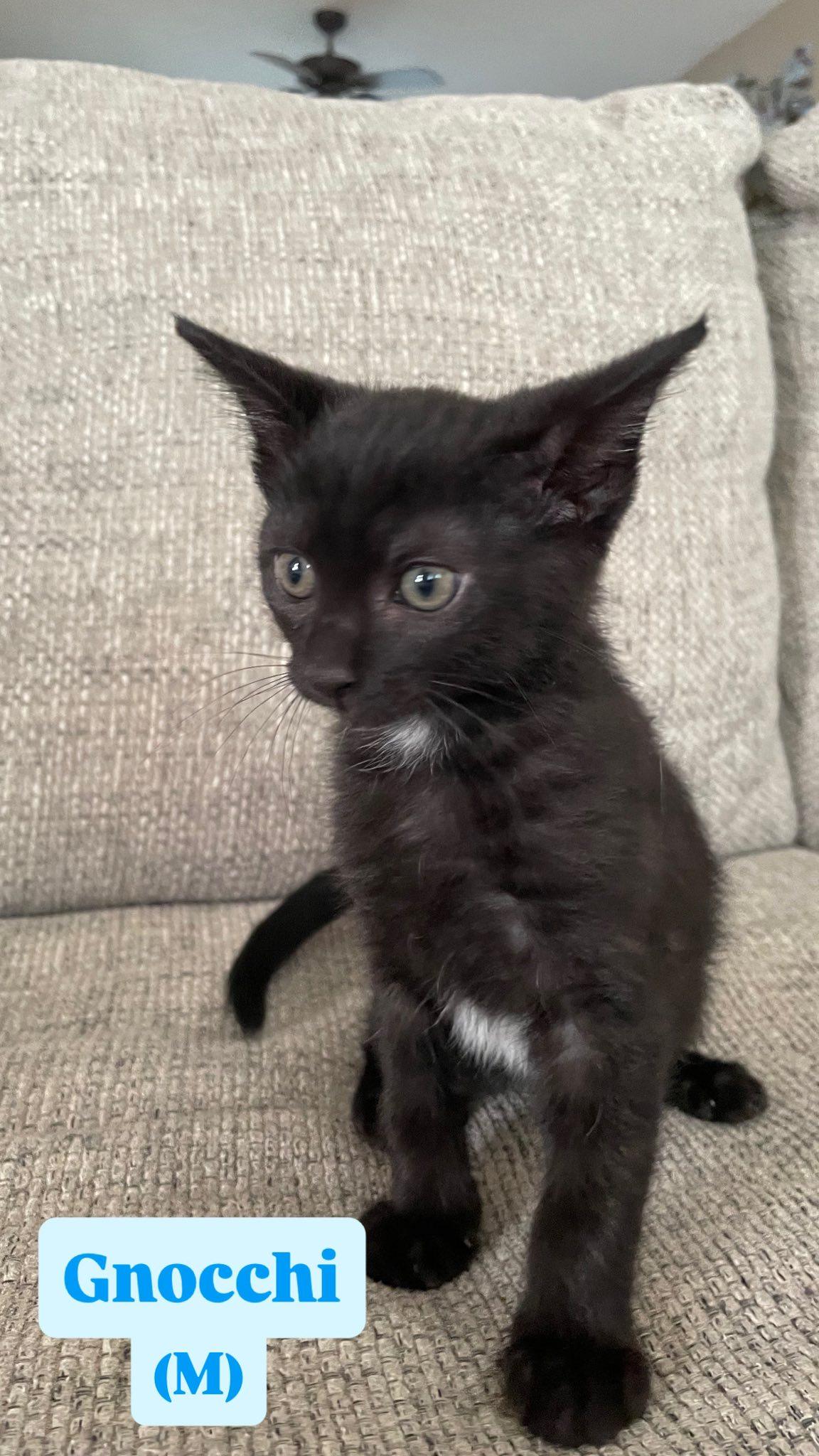 Enlarge Gnocchi, an adopted Domestic Short Hair in Clarksville, TN image 1/1