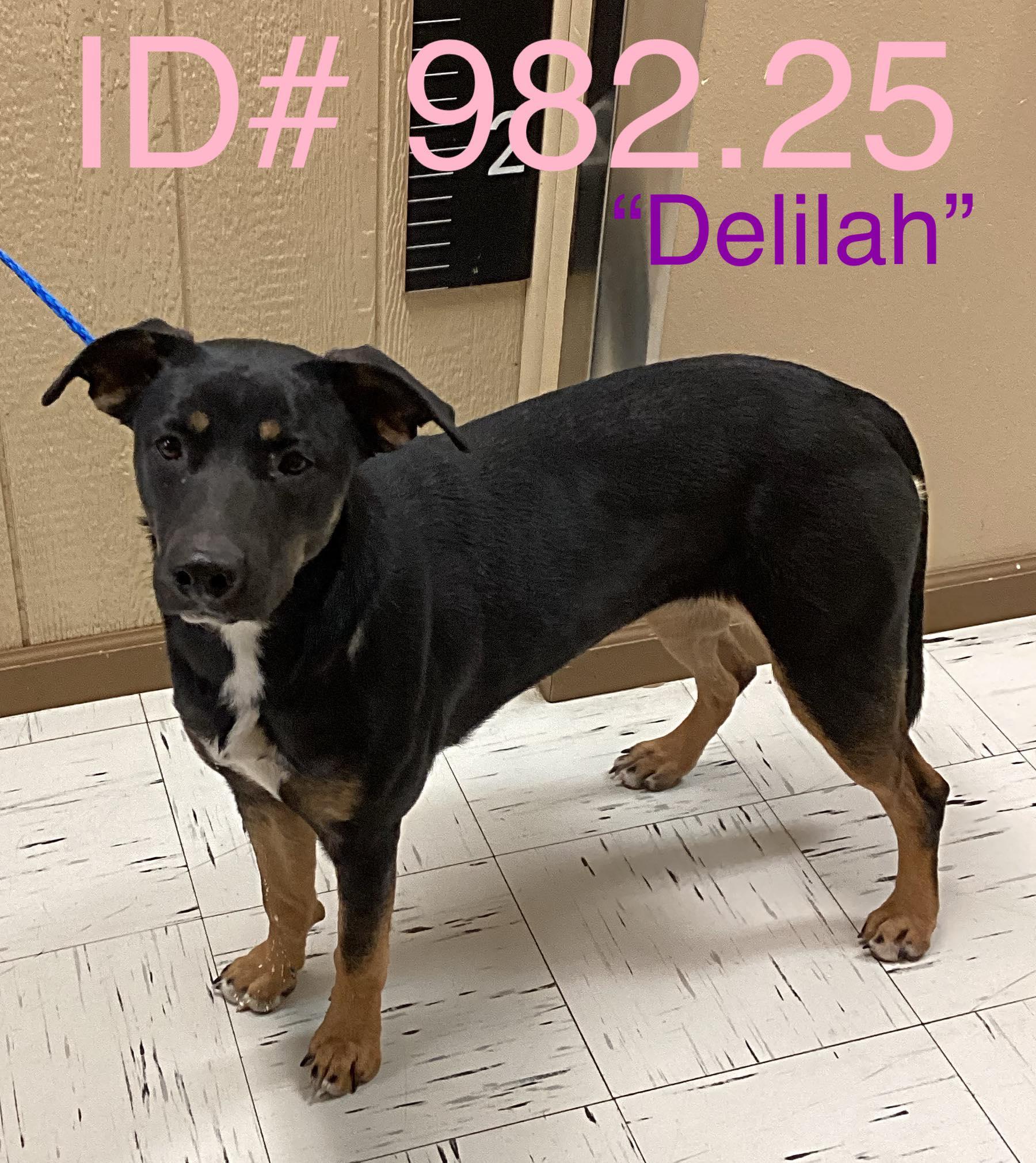 Enlarge #982.25 "Delilah", a ADOPTABLE mixed breed in Kerrville, TX image 1/1