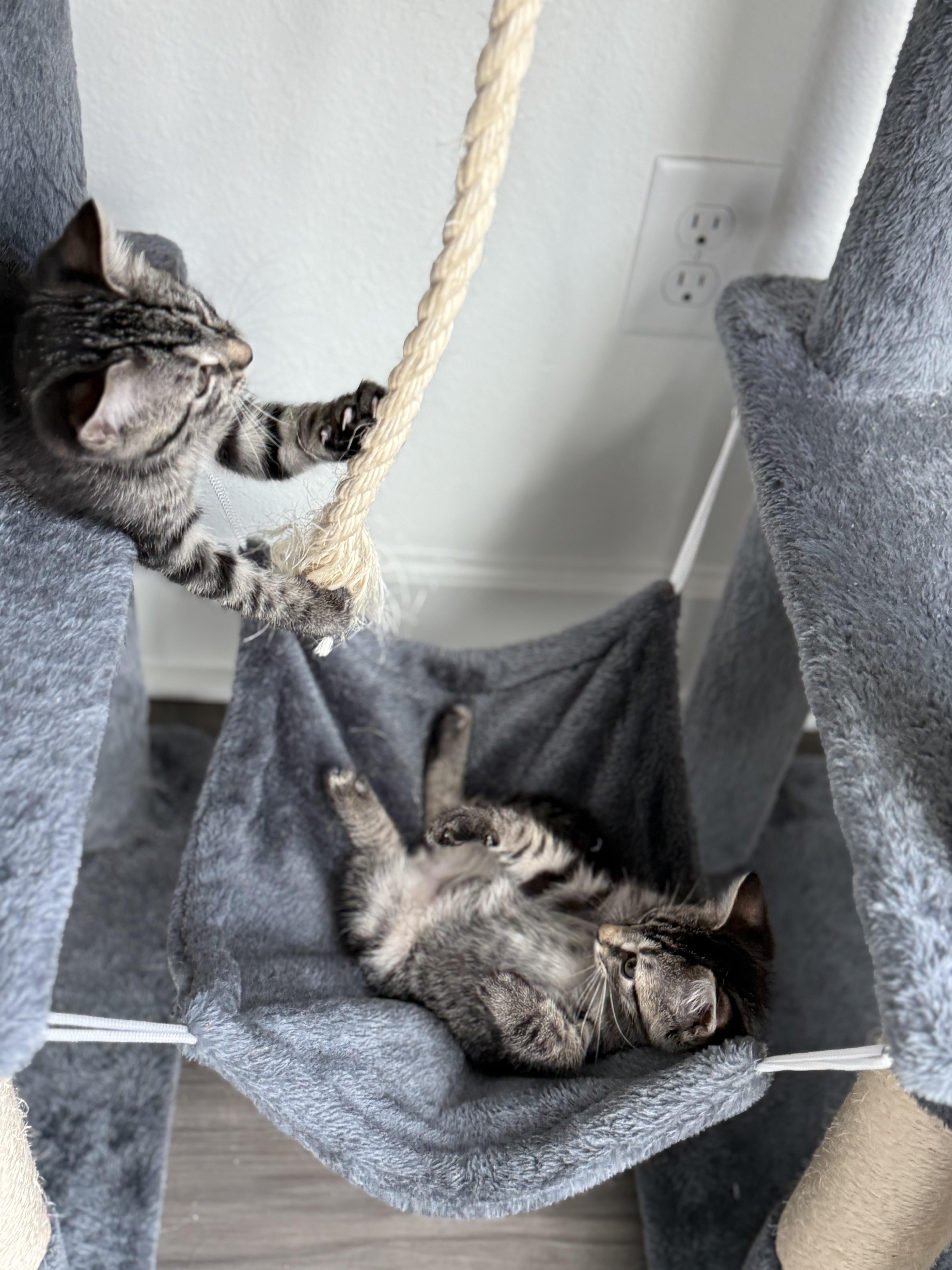 Olivia and Elliot bonded pair, an adopted Domestic Short Hair in Ponte vedra, FL image 1/6