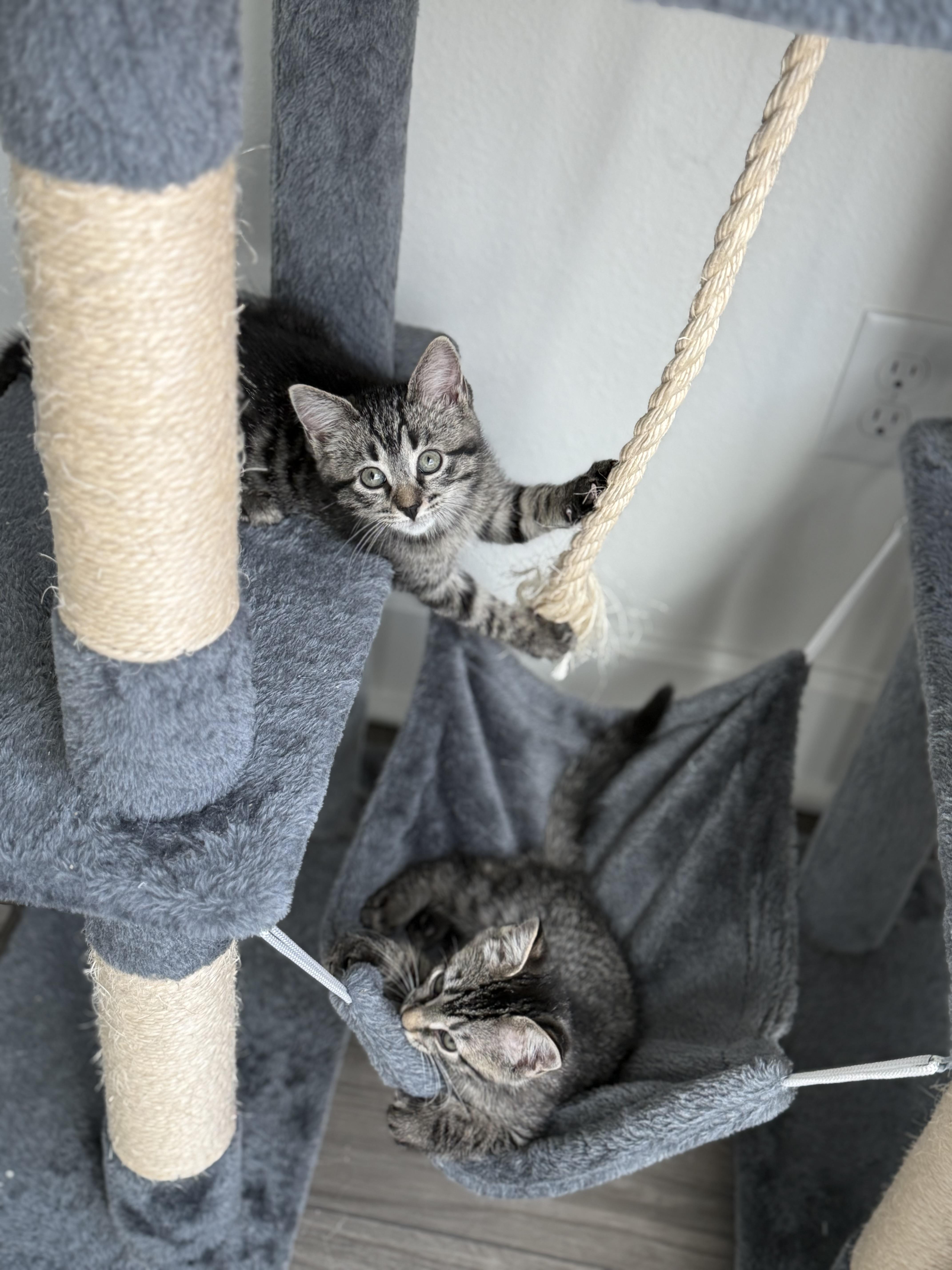 Olivia and Elliot bonded pair, an adopted Domestic Short Hair in Ponte vedra, FL image 2/6