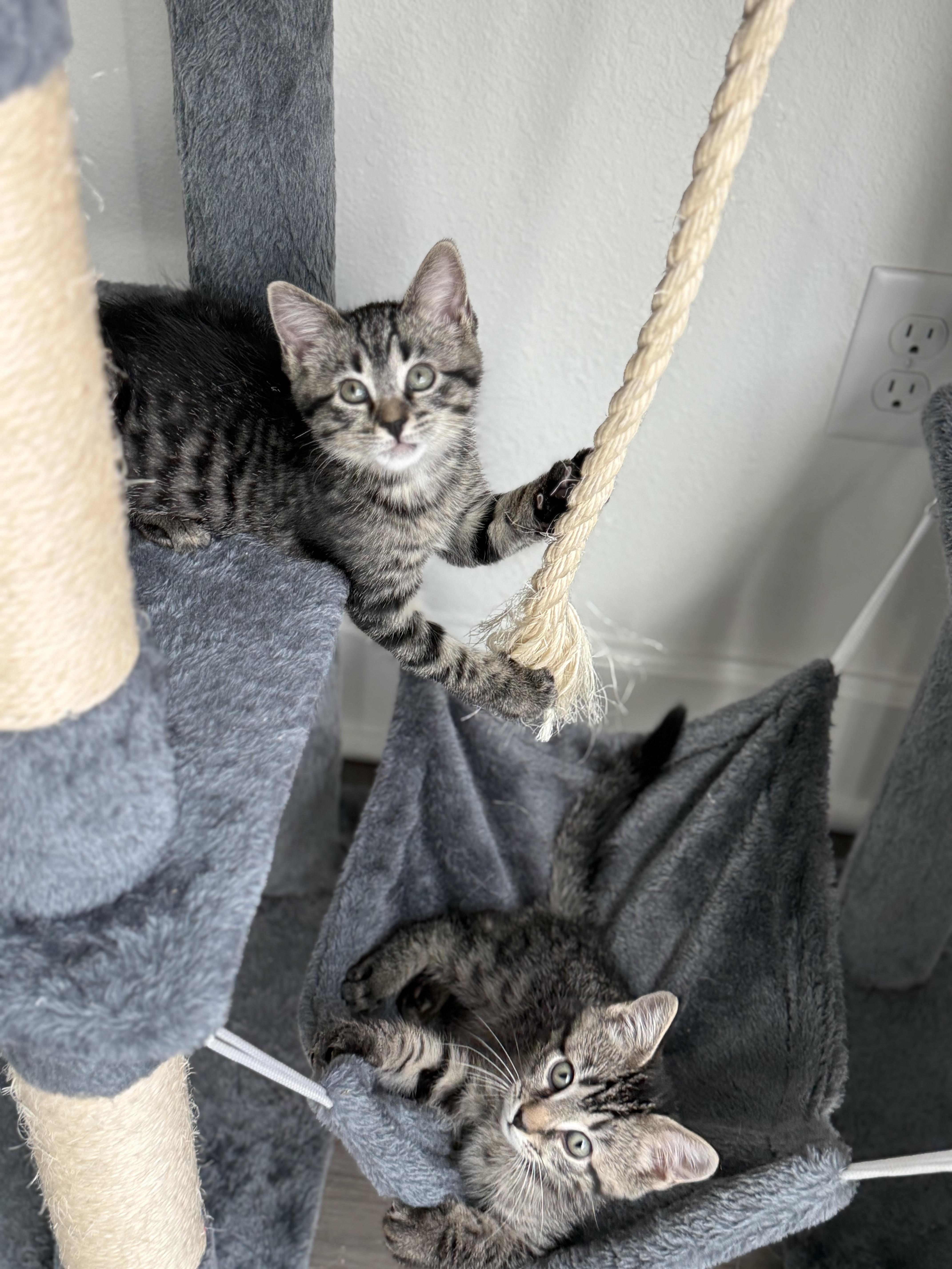 Olivia and Elliot bonded pair, an adopted Domestic Short Hair in Ponte vedra, FL image 3/6