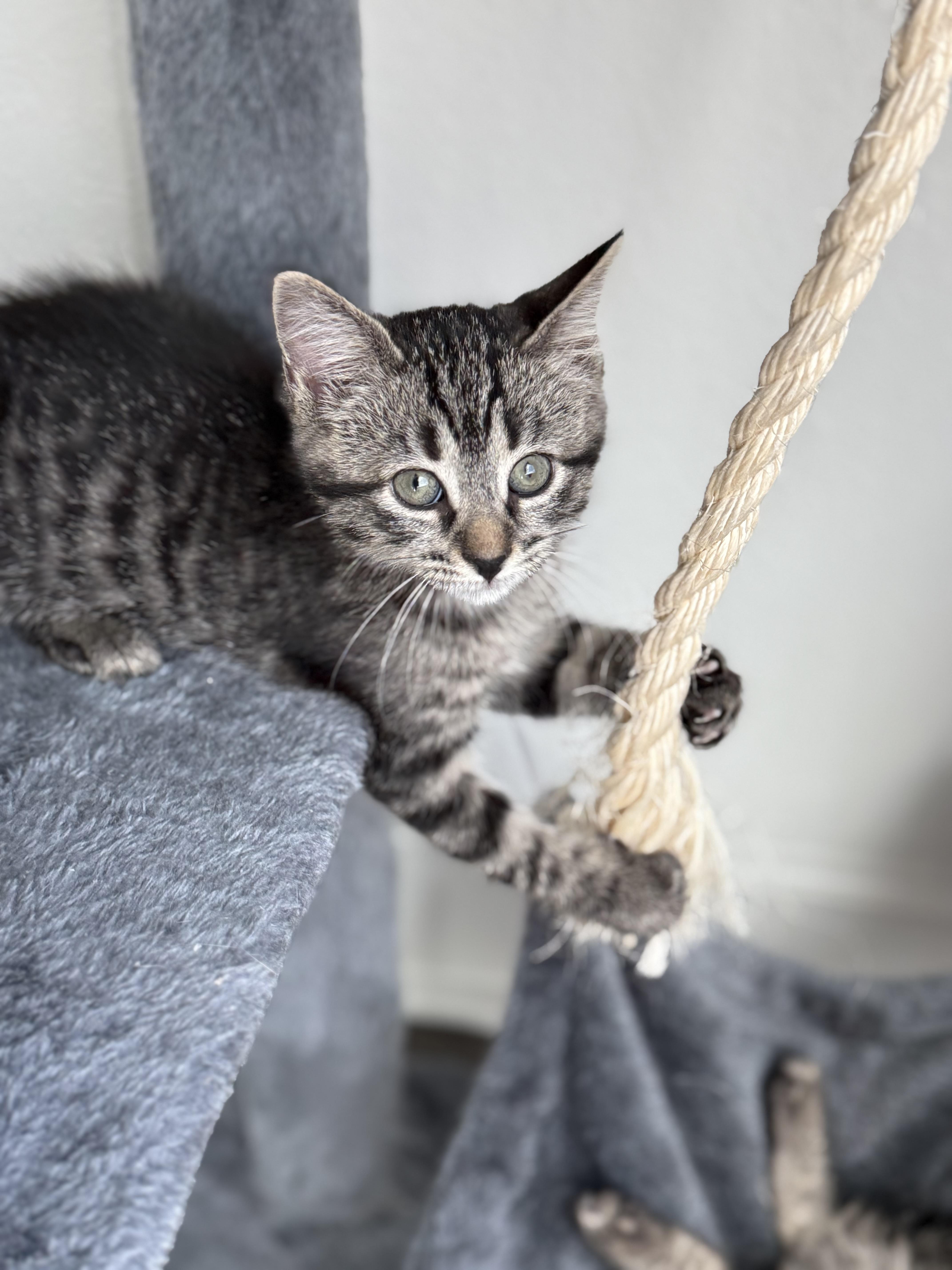 Olivia and Elliot bonded pair, an adopted Domestic Short Hair in Ponte vedra, FL image 4/6