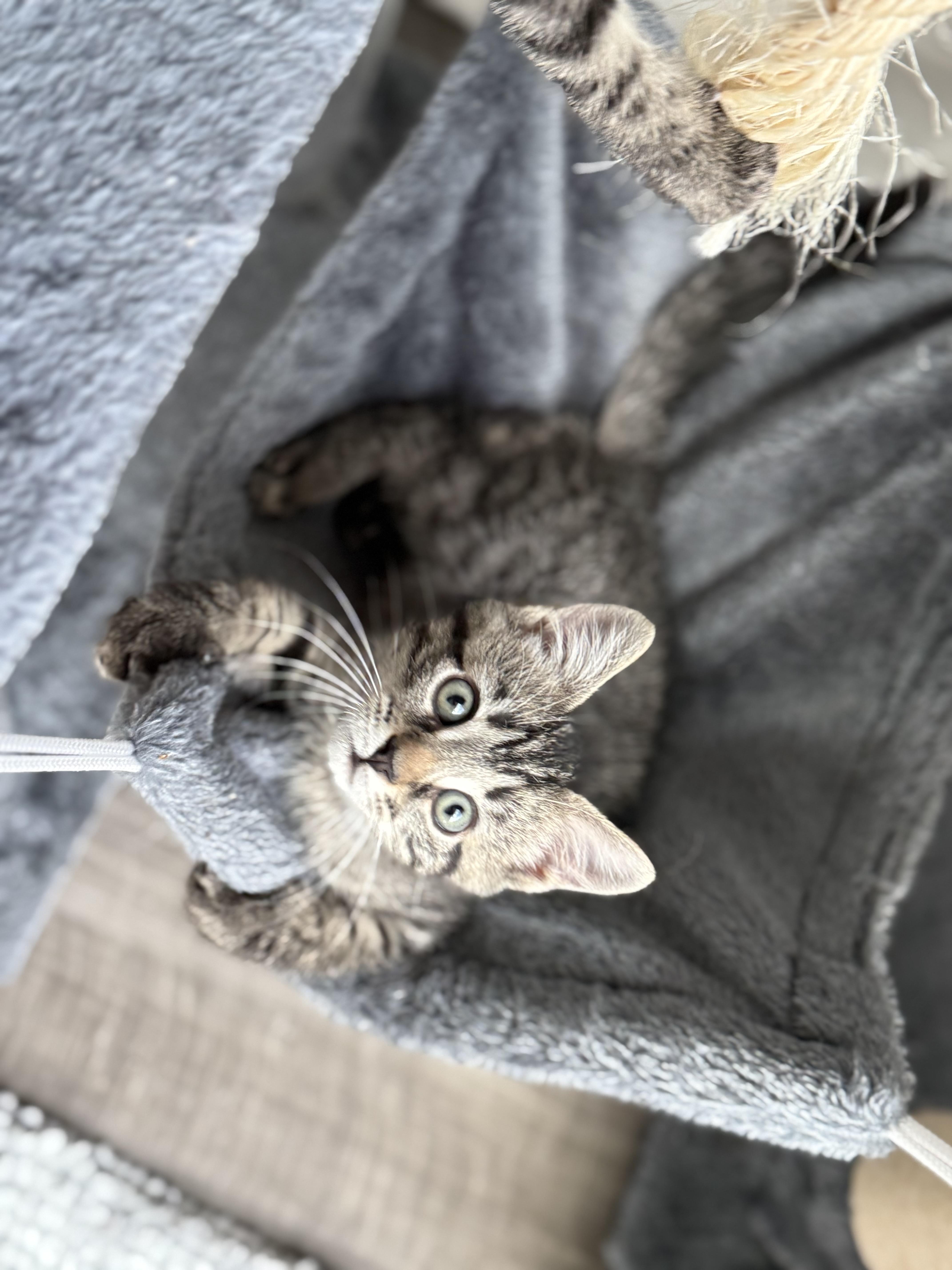 Olivia and Elliot bonded pair, an adopted Domestic Short Hair in Ponte vedra, FL image 5/6