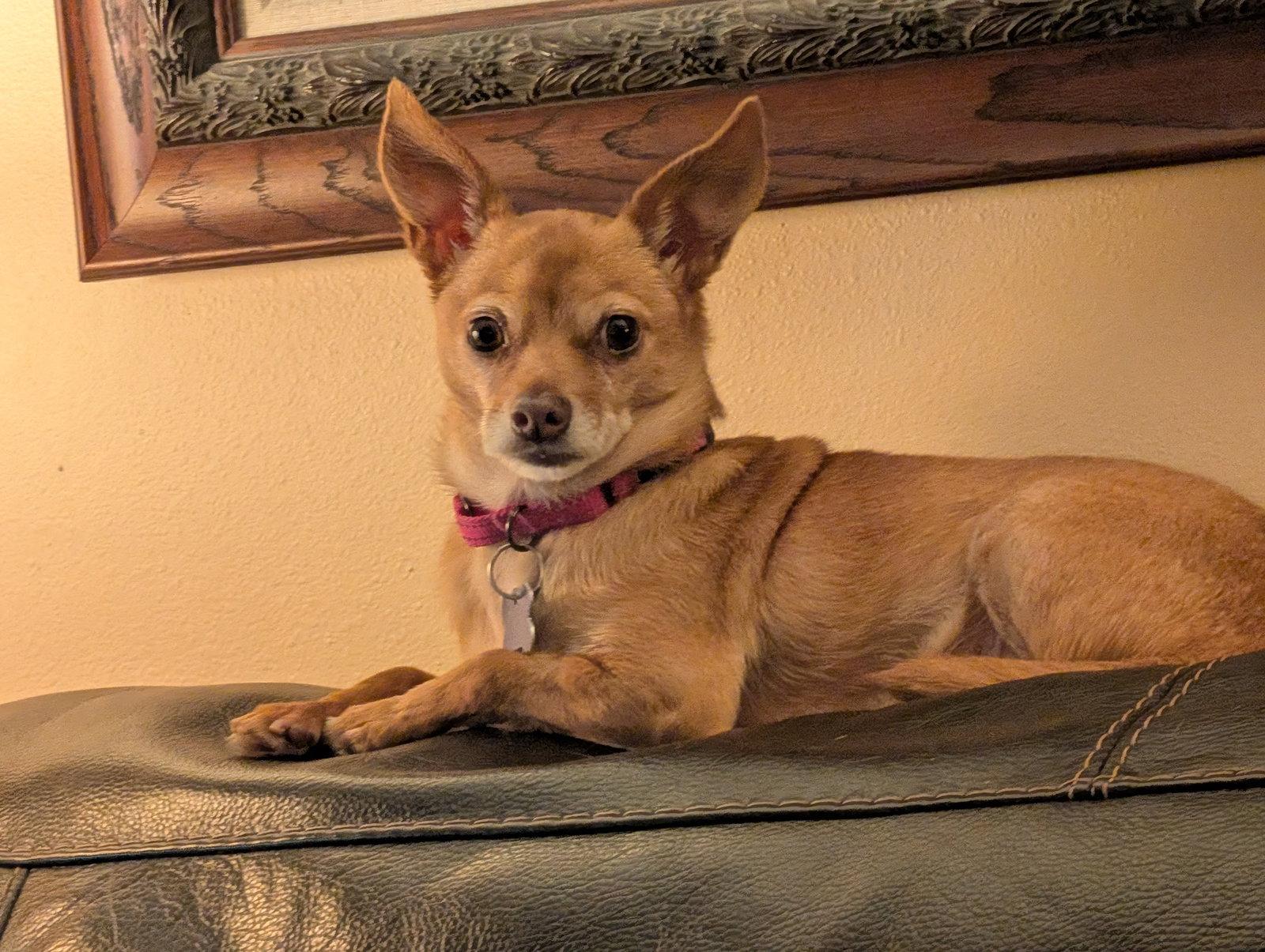 Enlarge Honey, a Adoptable Chihuahua in Sioux Falls, SD image 1/2