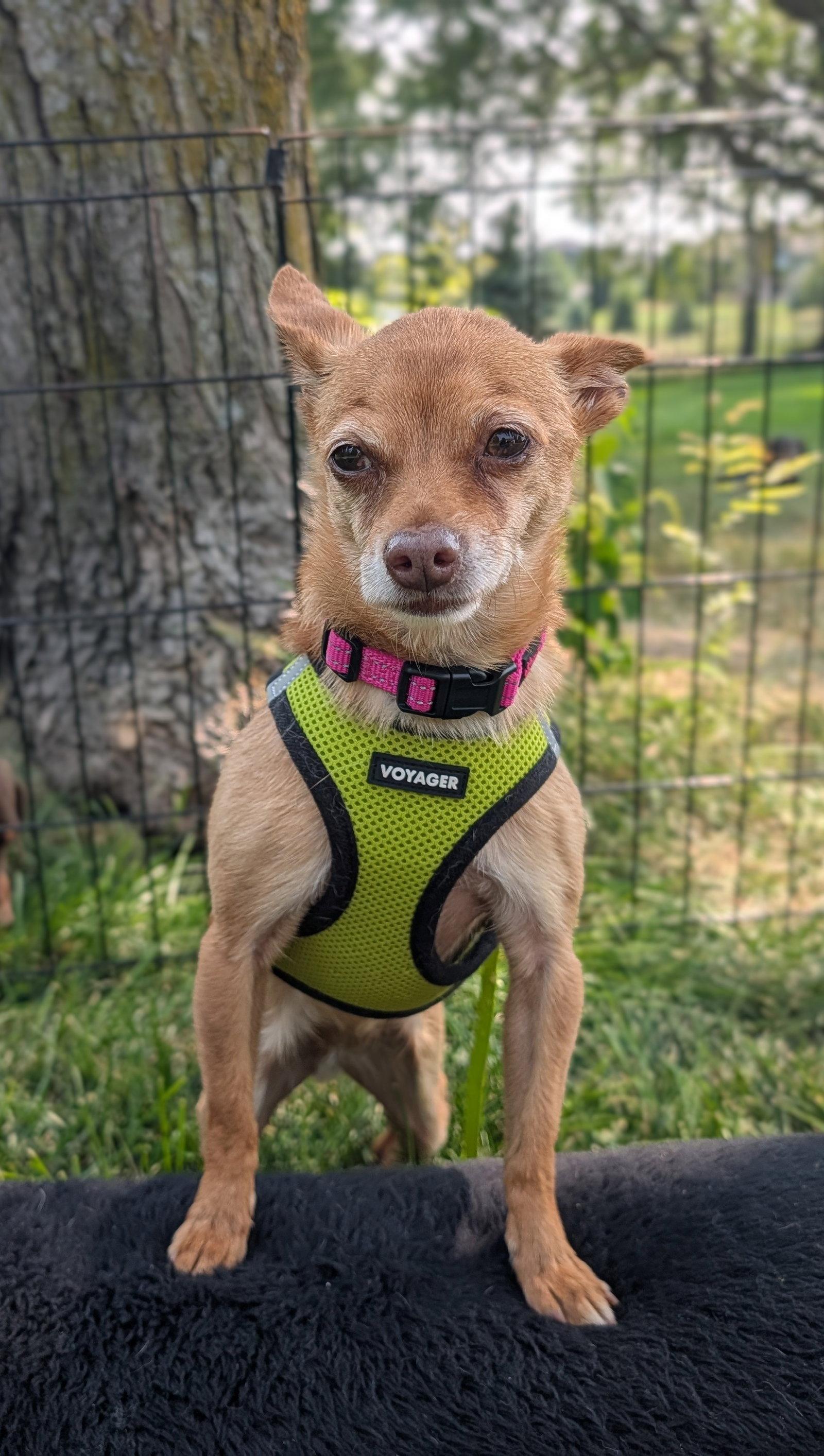 Enlarge Honey, a Adoptable Chihuahua in Sioux Falls, SD image 1/1
