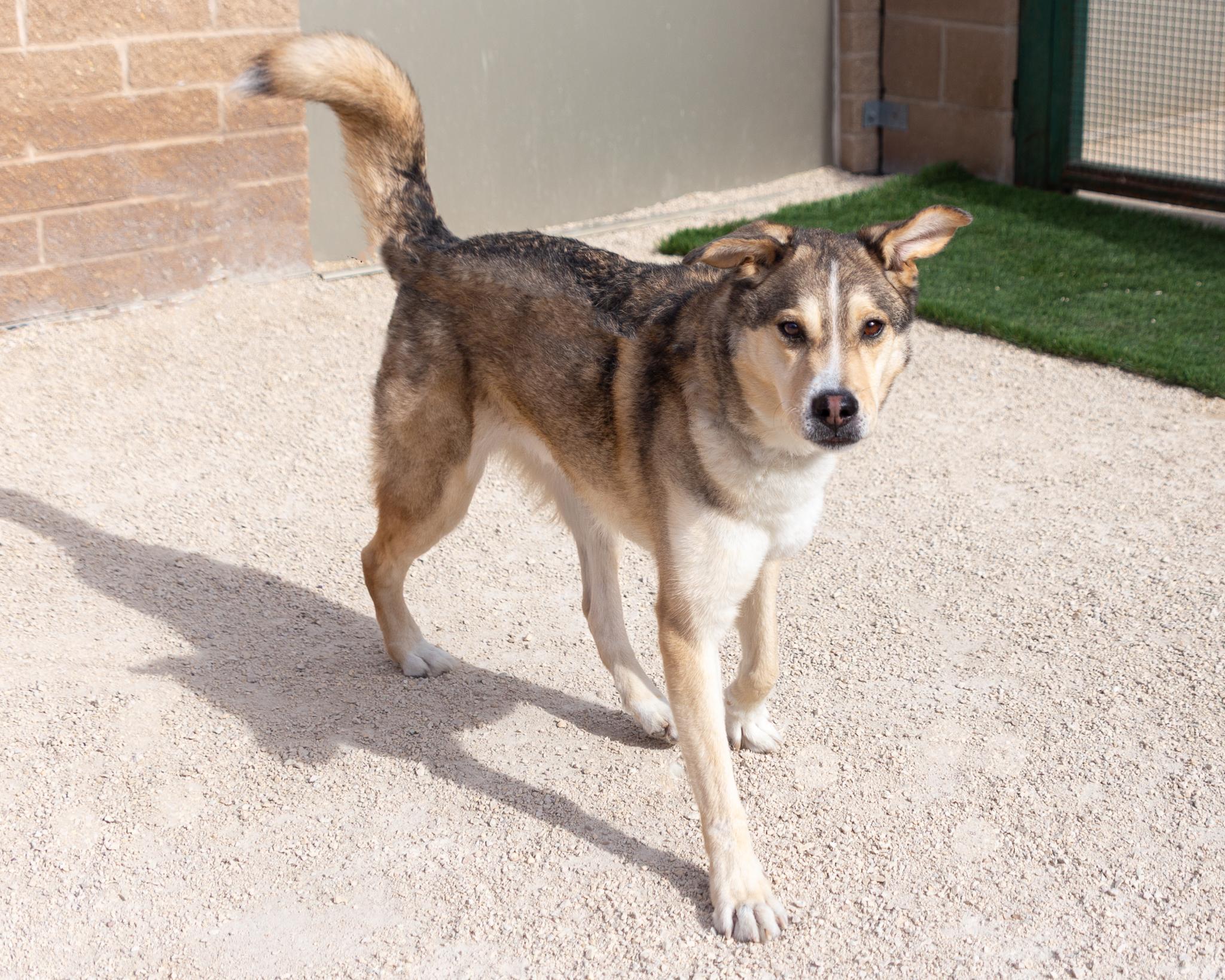 Henri, an adoptable Husky in Winnipeg, MB, R3E 3N8 | Photo Image 2