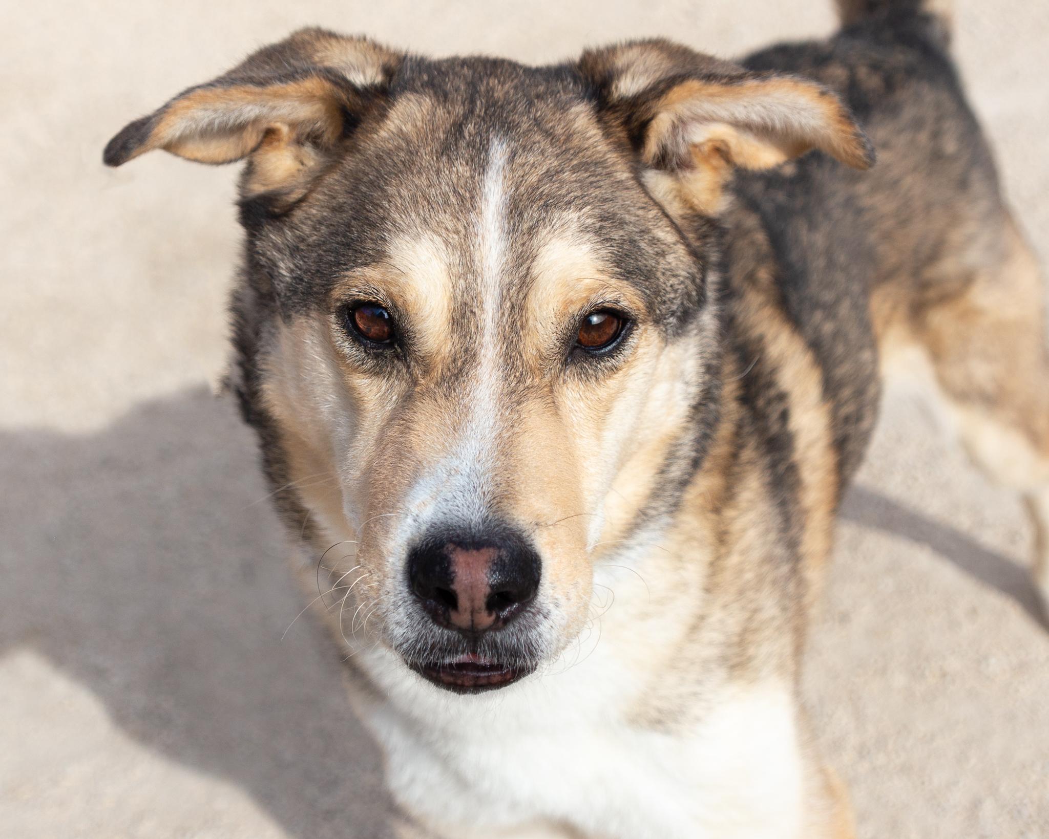Henri, an adoptable Husky in Winnipeg, MB, R3E 3N8 | Photo Image 1