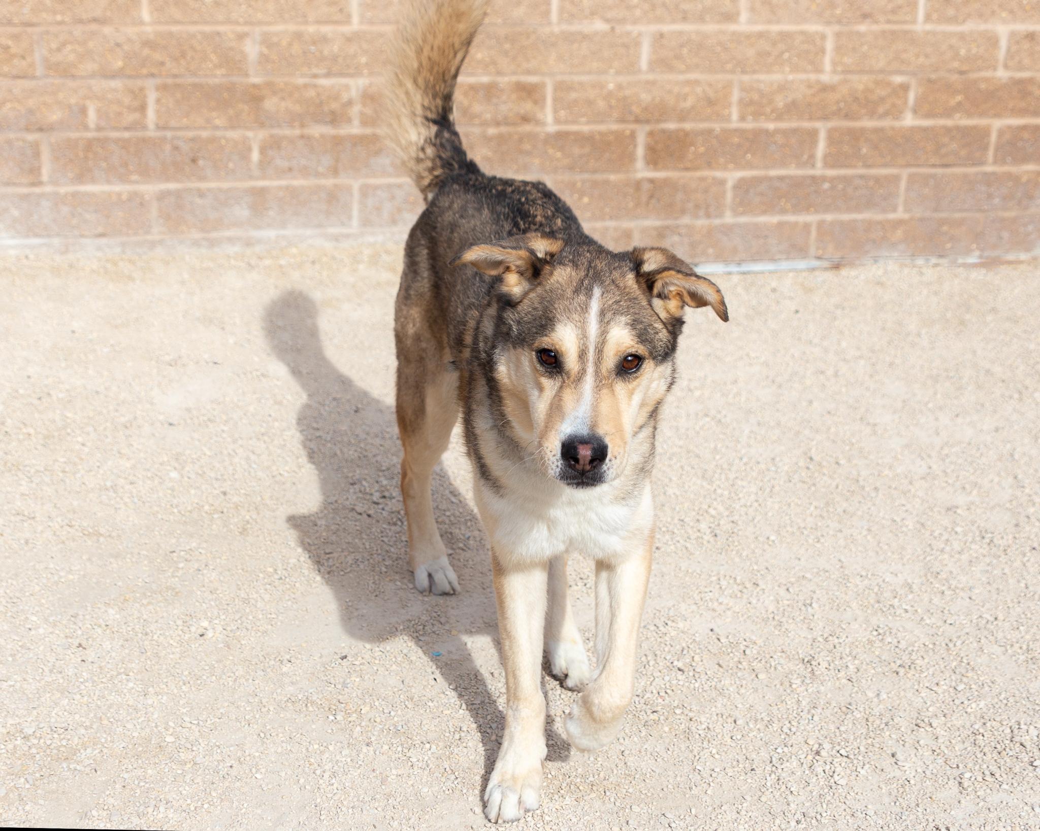 Henri, an adoptable Husky in Winnipeg, MB, R3E 3N8 | Photo Image 3