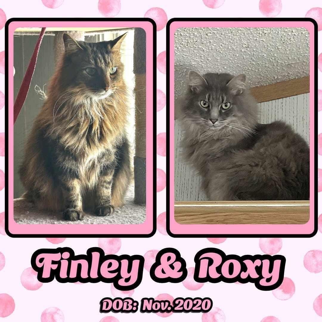 Enlarge Finley and Roxy, an adopted mixed breed in Lubbock, TX image 1/1