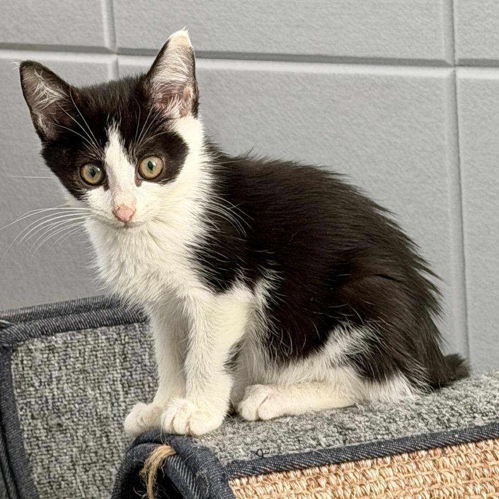 Enlarge London, a Adoptable Domestic Short Hair in Parkland, FL image 1/3