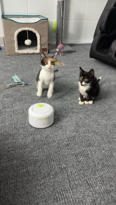 Enlarge London, a Adoptable Domestic Short Hair in Parkland, FL video 2/3