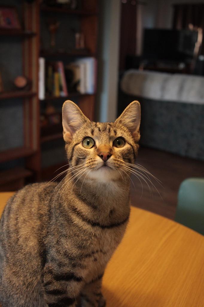 Chester, a Adoptable mixed breed in Claremore, OK image 1/5