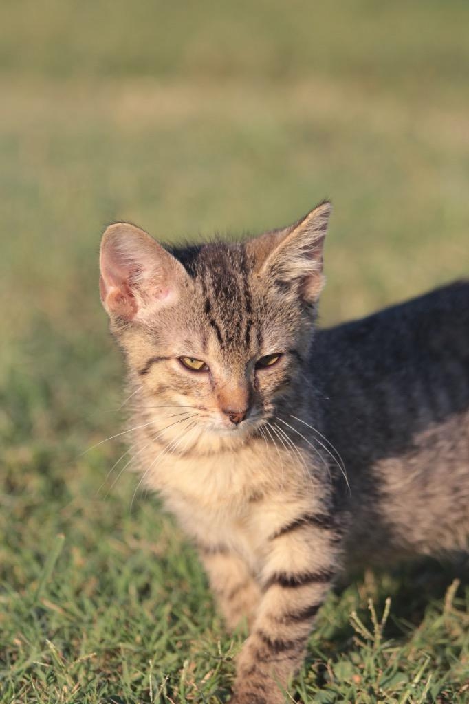 Chester, Adoptable, Young Male Domestic Medium Hair.