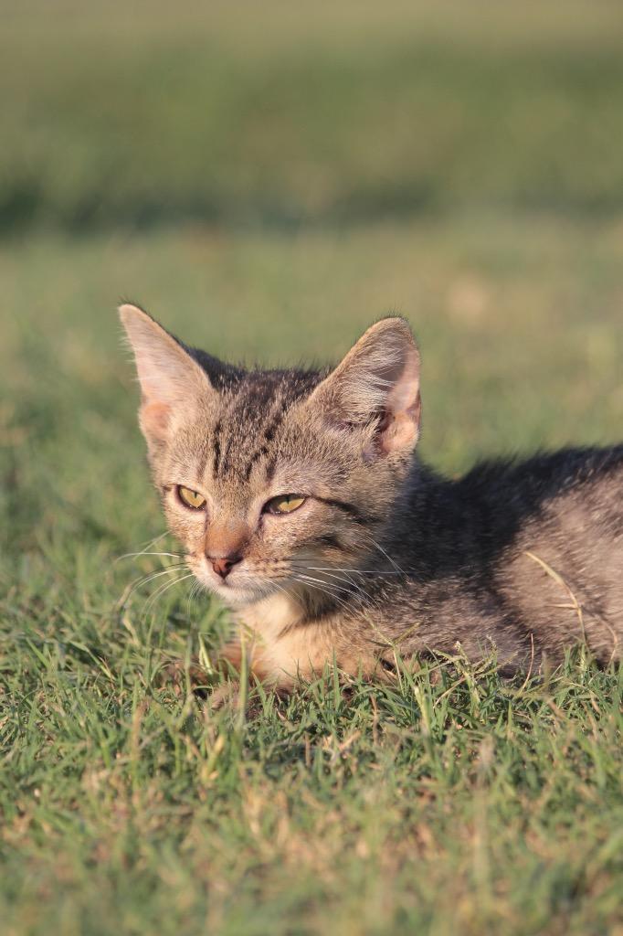 Chester, a Adoptable mixed breed in Claremore, OK image 3/5