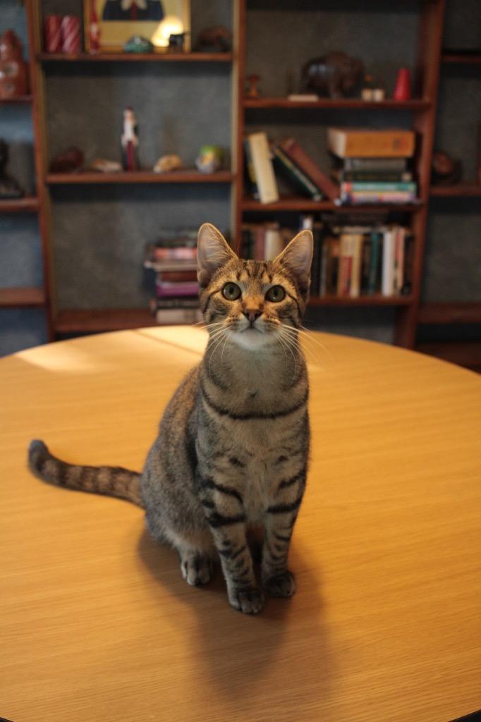 Chester, a Adoptable mixed breed in Claremore, OK image 4/5