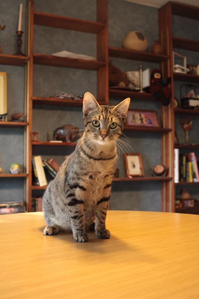 Chester, a Adoptable mixed breed in Claremore, OK image 5/5