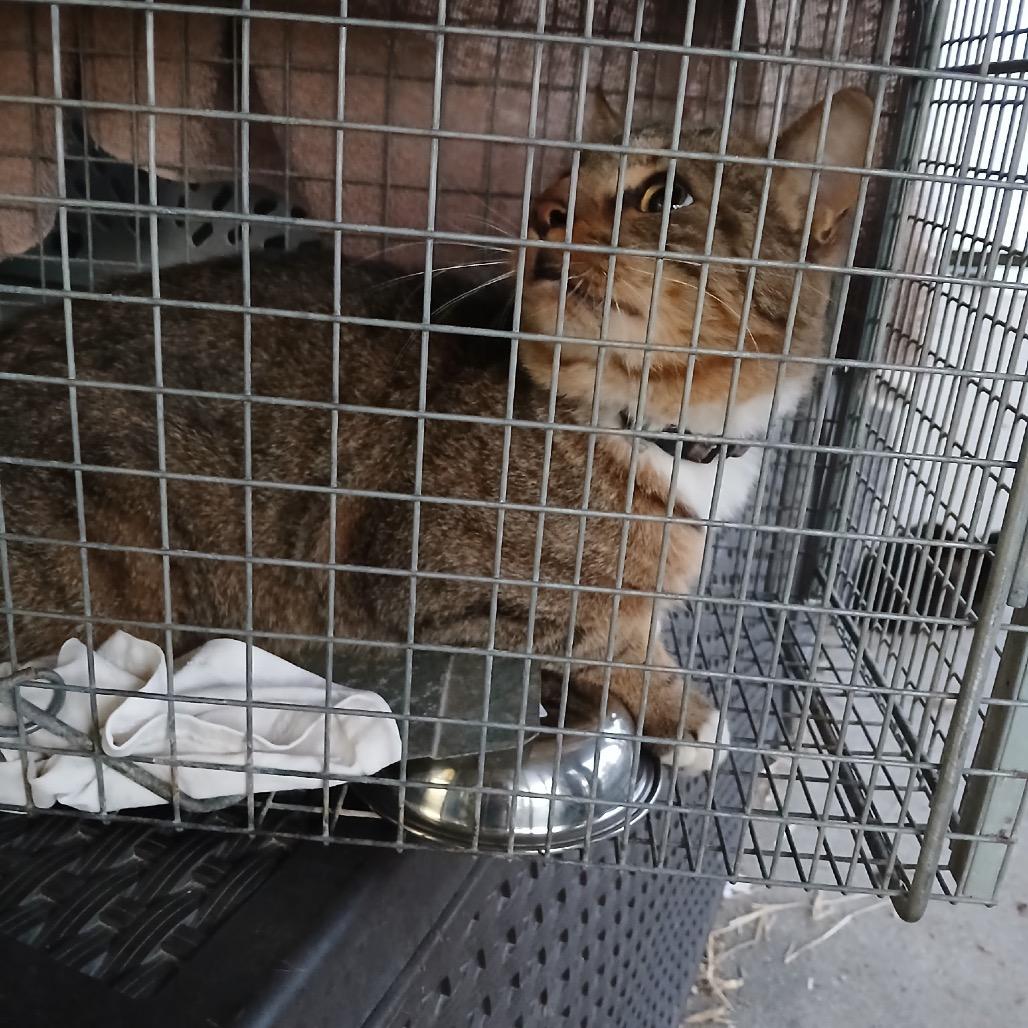 Ninja, Adoptable, Adult Male Domestic Short Hair.