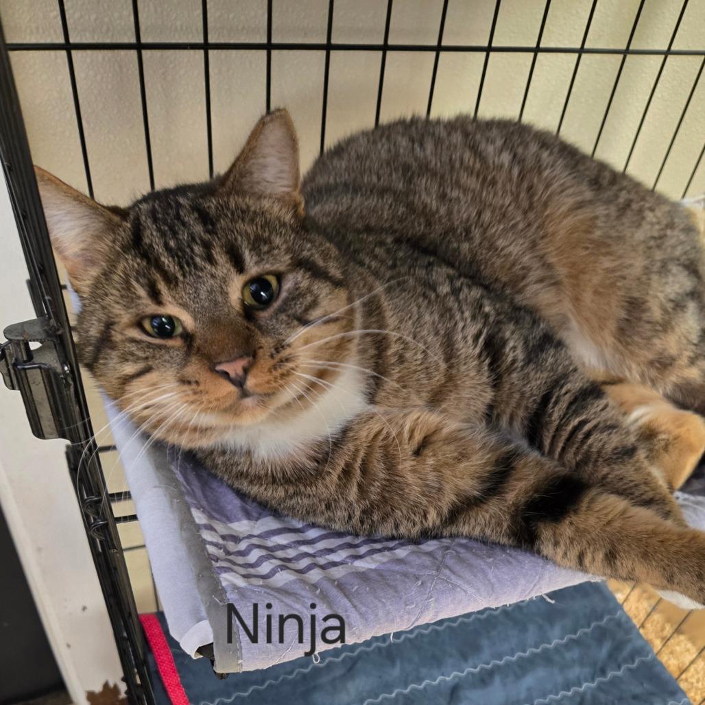 Enlarge Ninja, a Adoptable Domestic Short Hair in Pennsville, NJ image 2/3