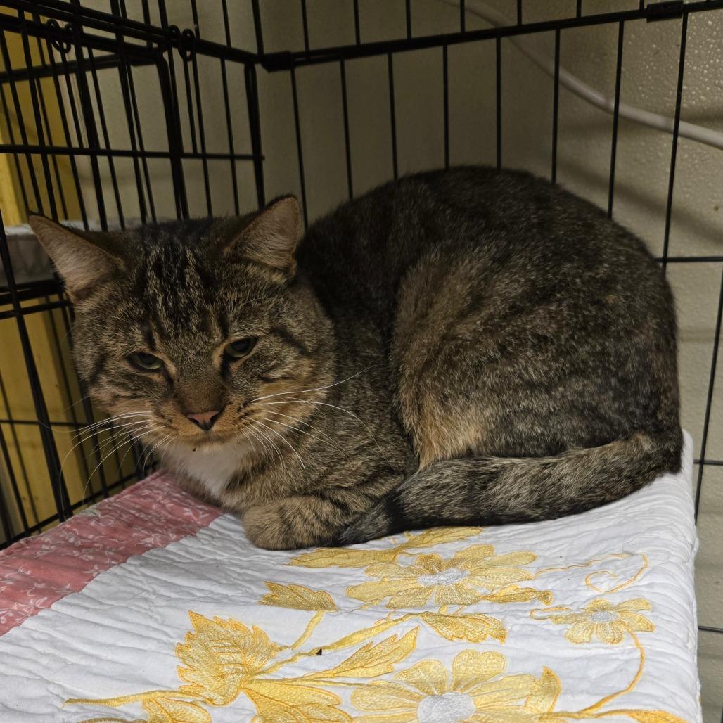 Enlarge Ninja, a Adoptable Domestic Short Hair in Pennsville, NJ image 3/3