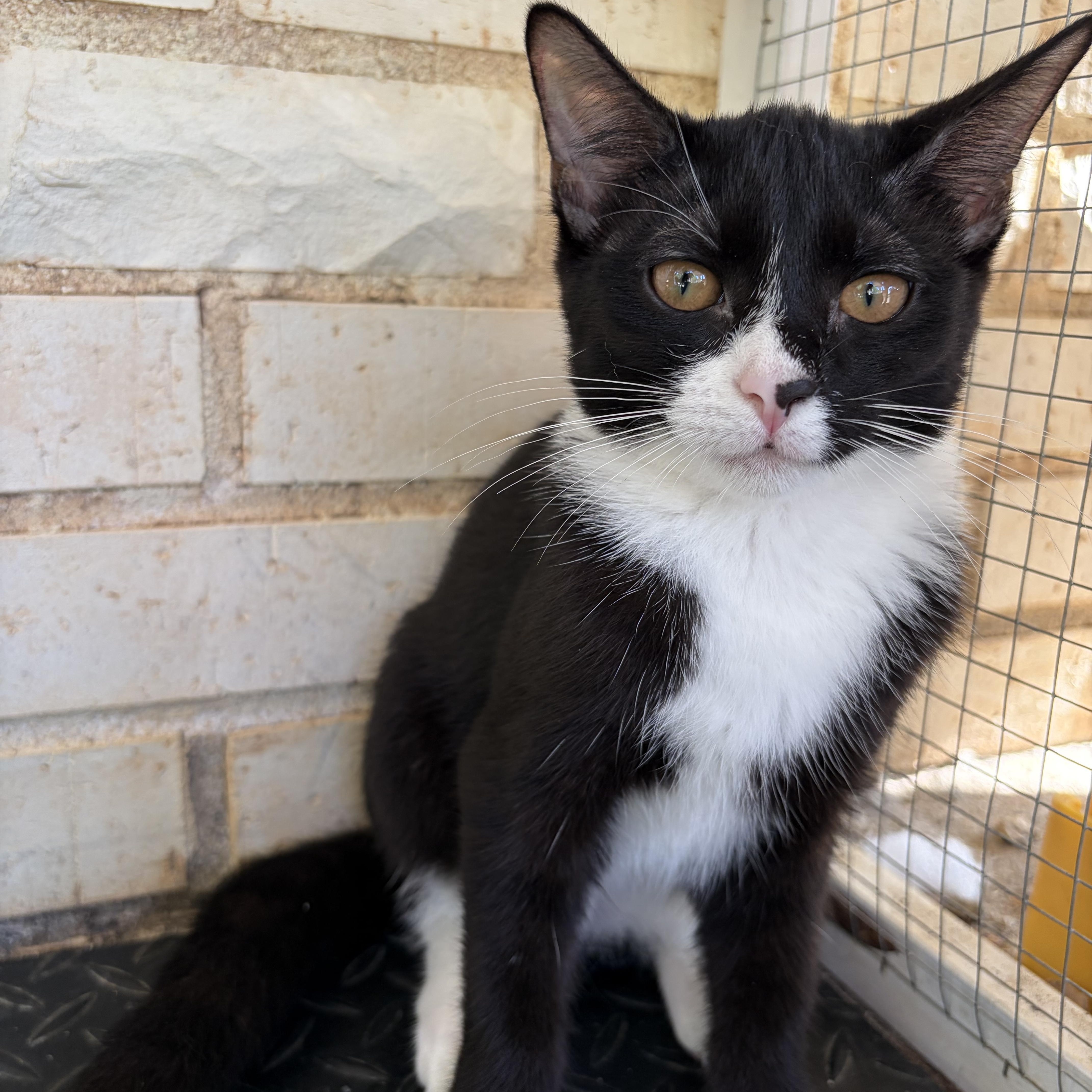 Enlarge Taboo, a Adoptable Domestic Short Hair in Winston Salem , NC image 3/4