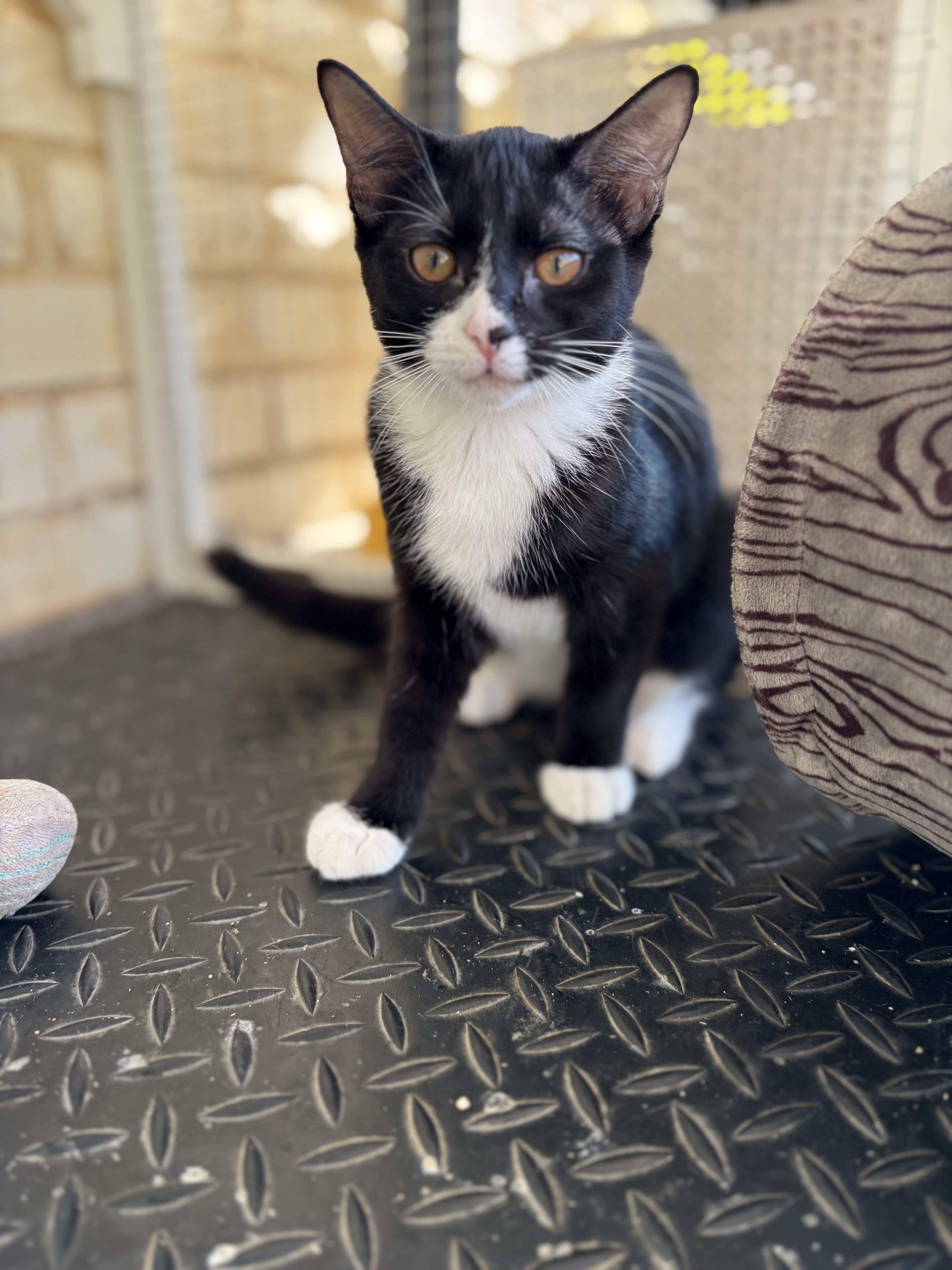 Enlarge Taboo, a Adoptable Domestic Short Hair in Winston Salem , NC image 4/4