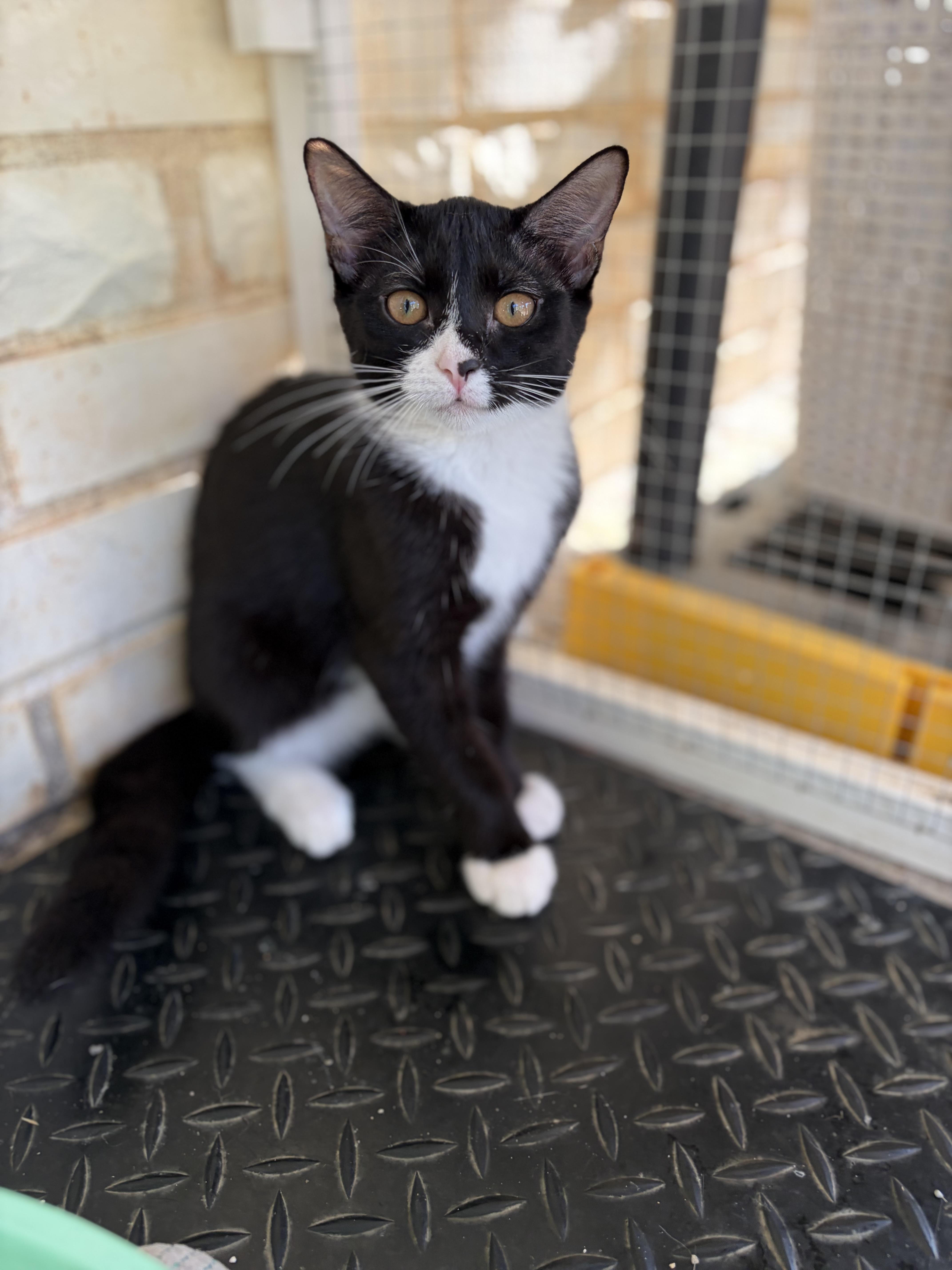 Enlarge Taboo, a Adoptable Domestic Short Hair in Winston Salem , NC image 2/4