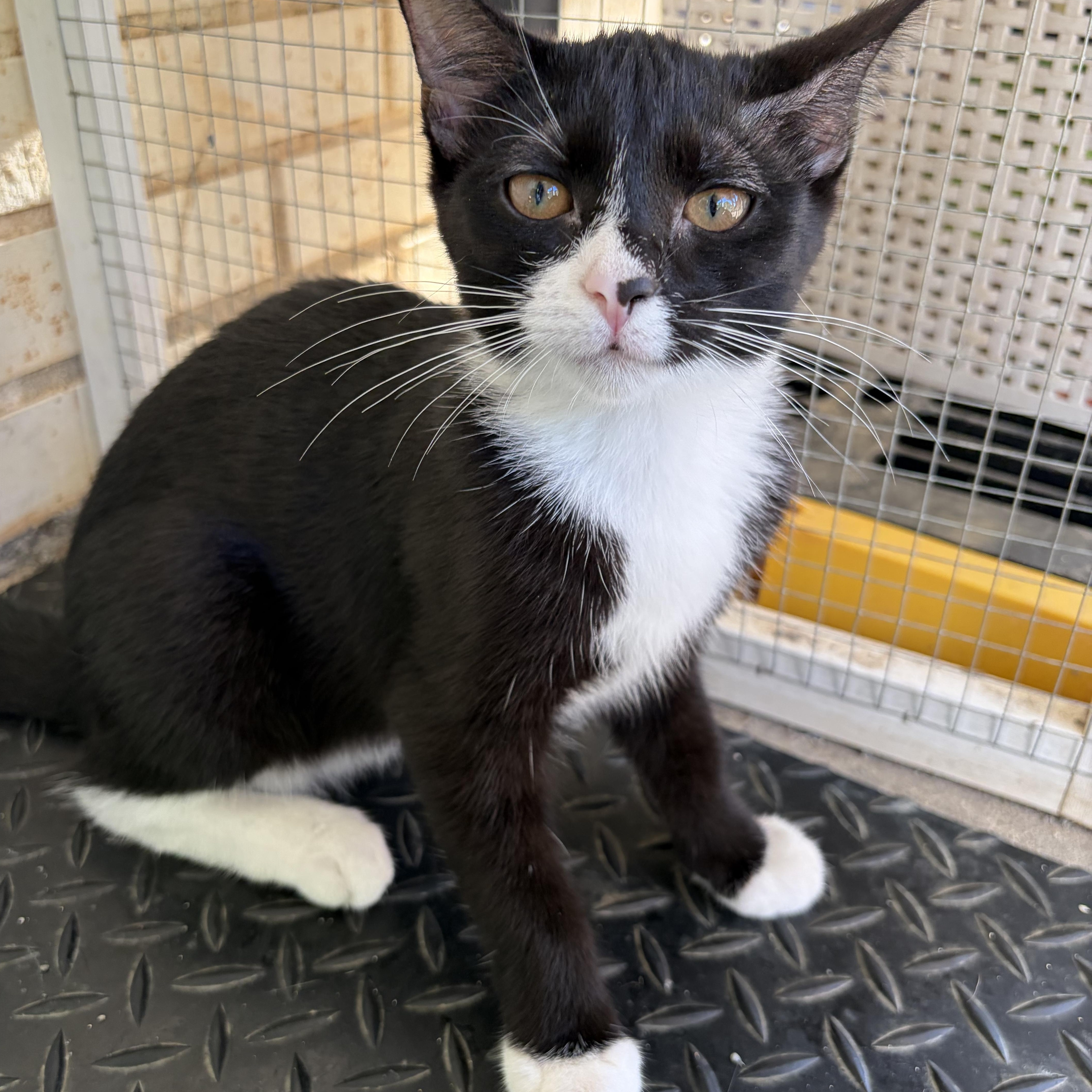 Taboo, Adoptable, Young Female Domestic Short Hair.