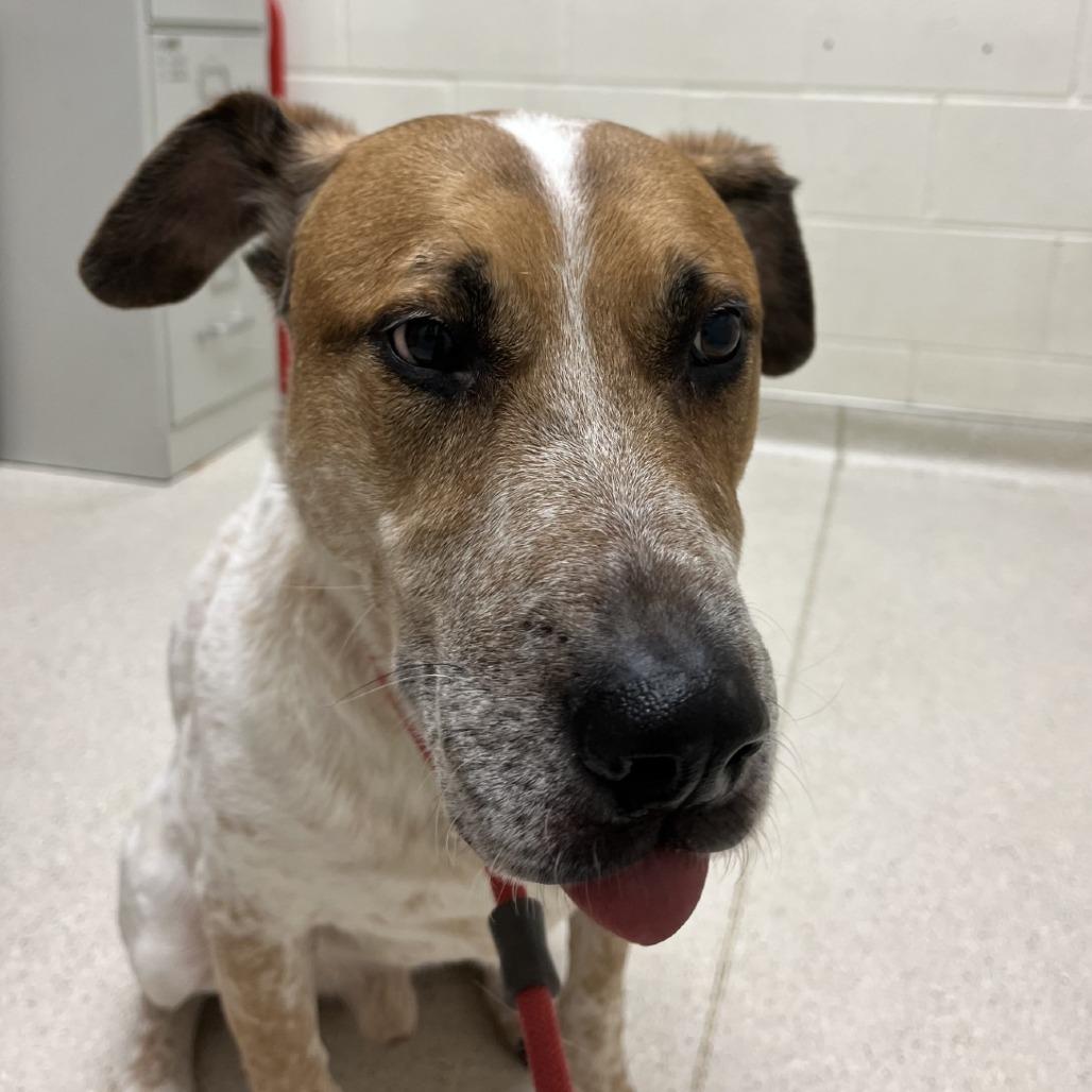 River, a Adoptable mixed breed in Murray, UT image 1/2