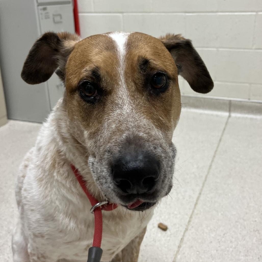 River, a Adoptable mixed breed in Murray, UT image 2/2