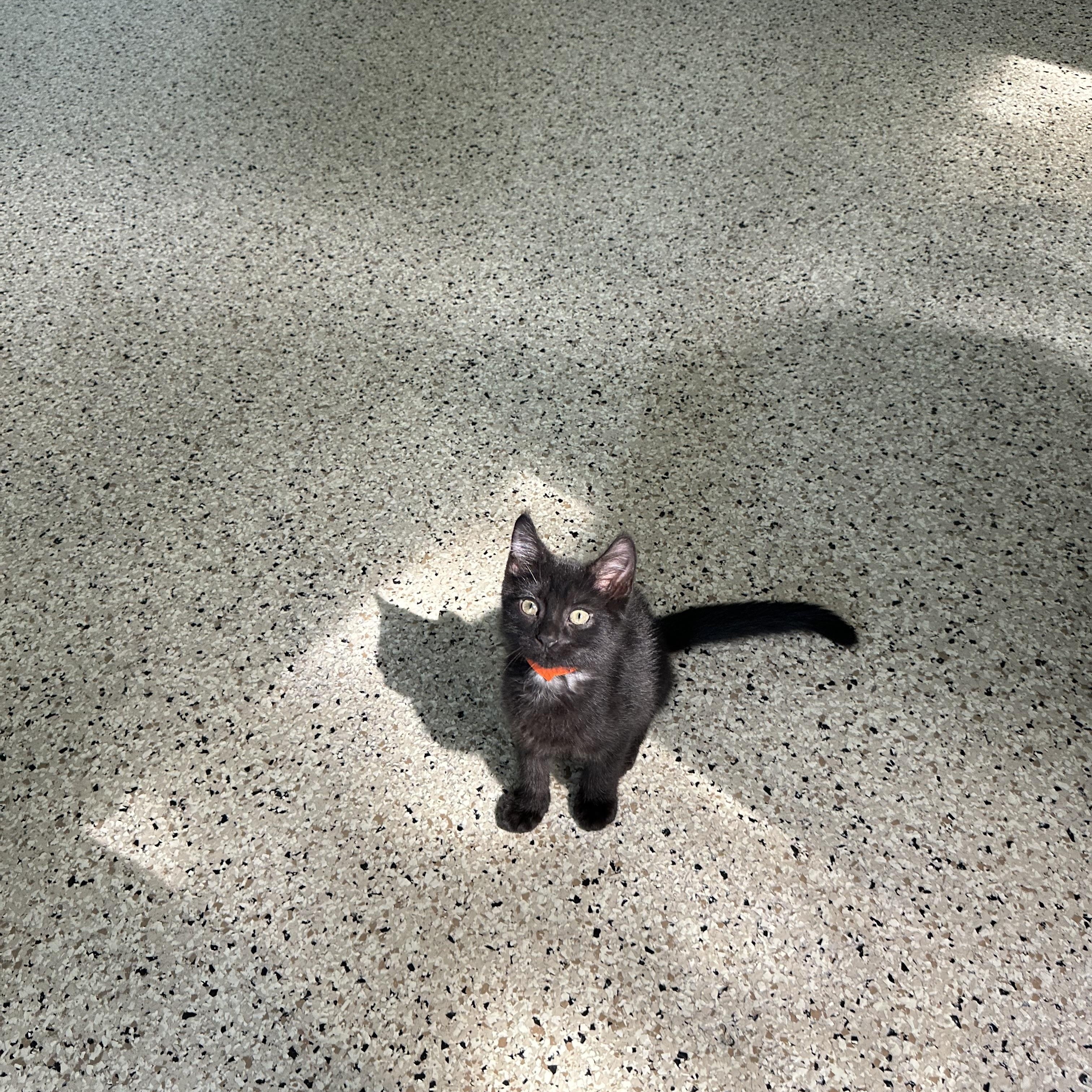 Dorito, a ADOPTABLE Domestic Short Hair in New Port Richey, FL image 2/5