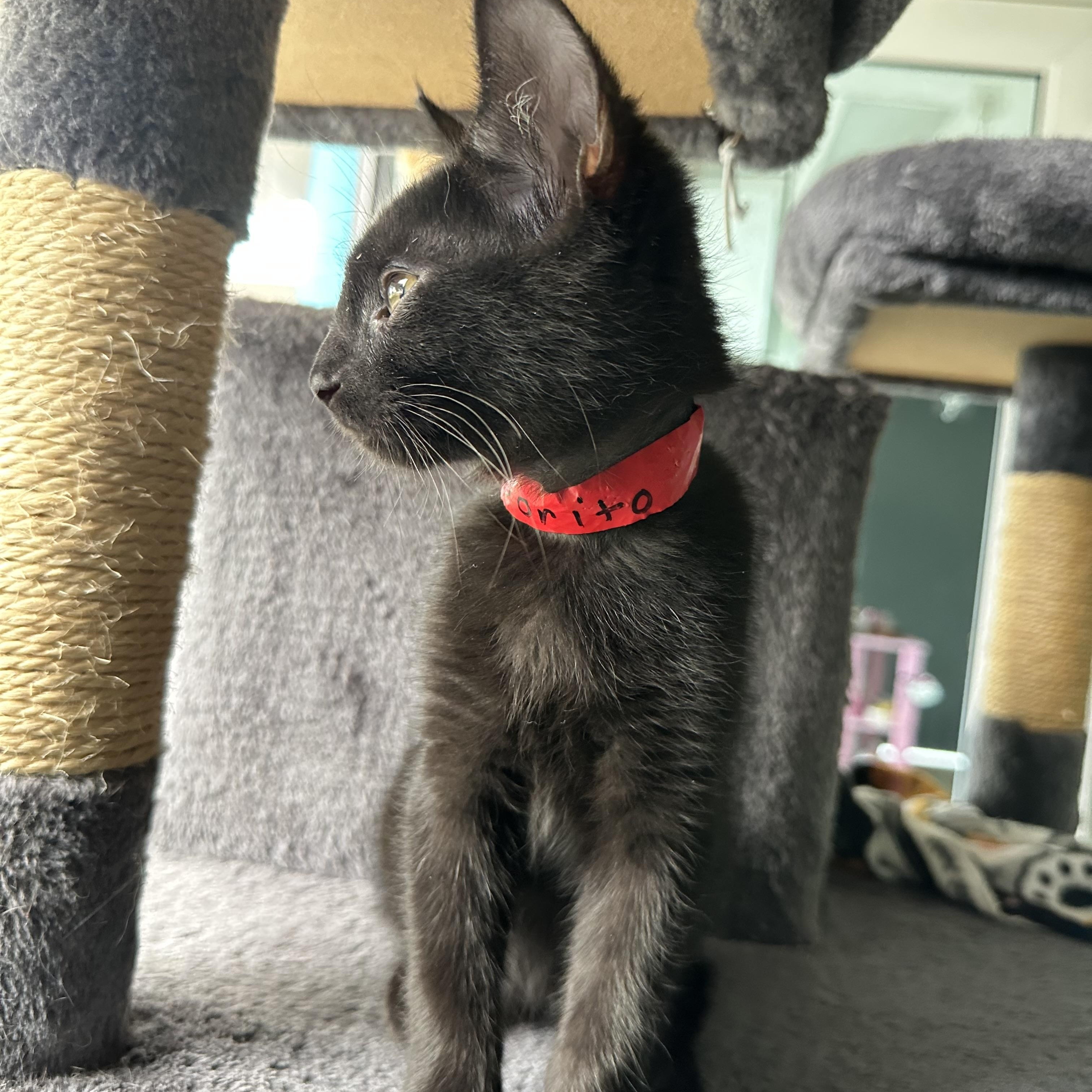 Dorito, a ADOPTABLE Domestic Short Hair in New Port Richey, FL image 3/5