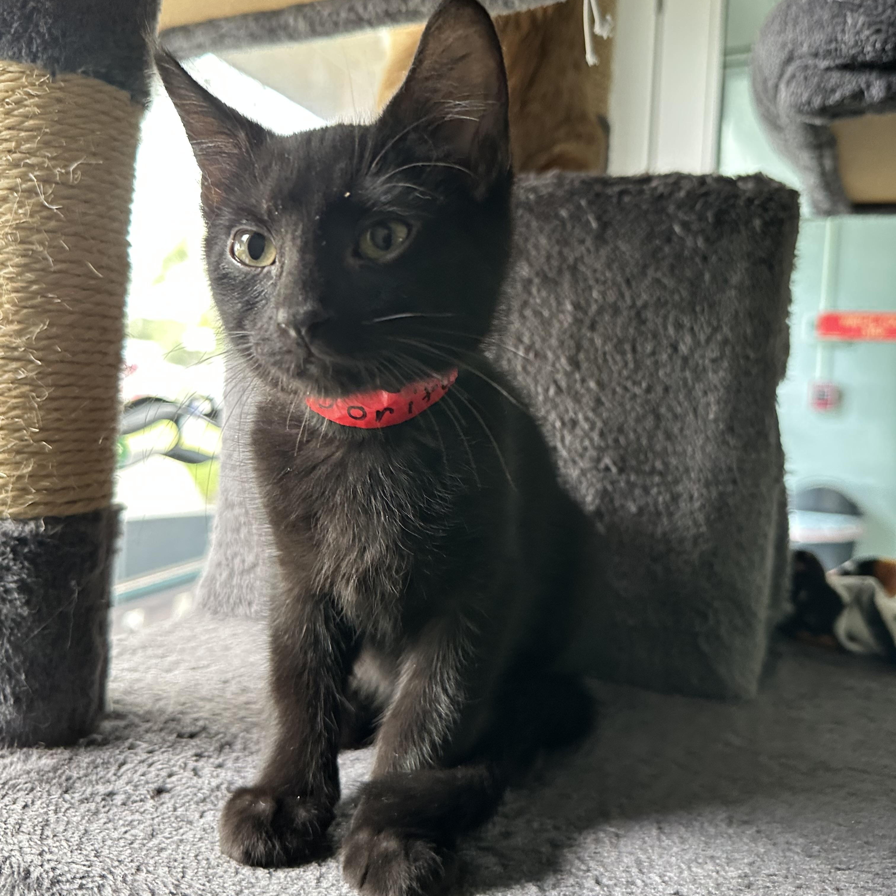 Dorito, a ADOPTABLE Domestic Short Hair in New Port Richey, FL image 4/5