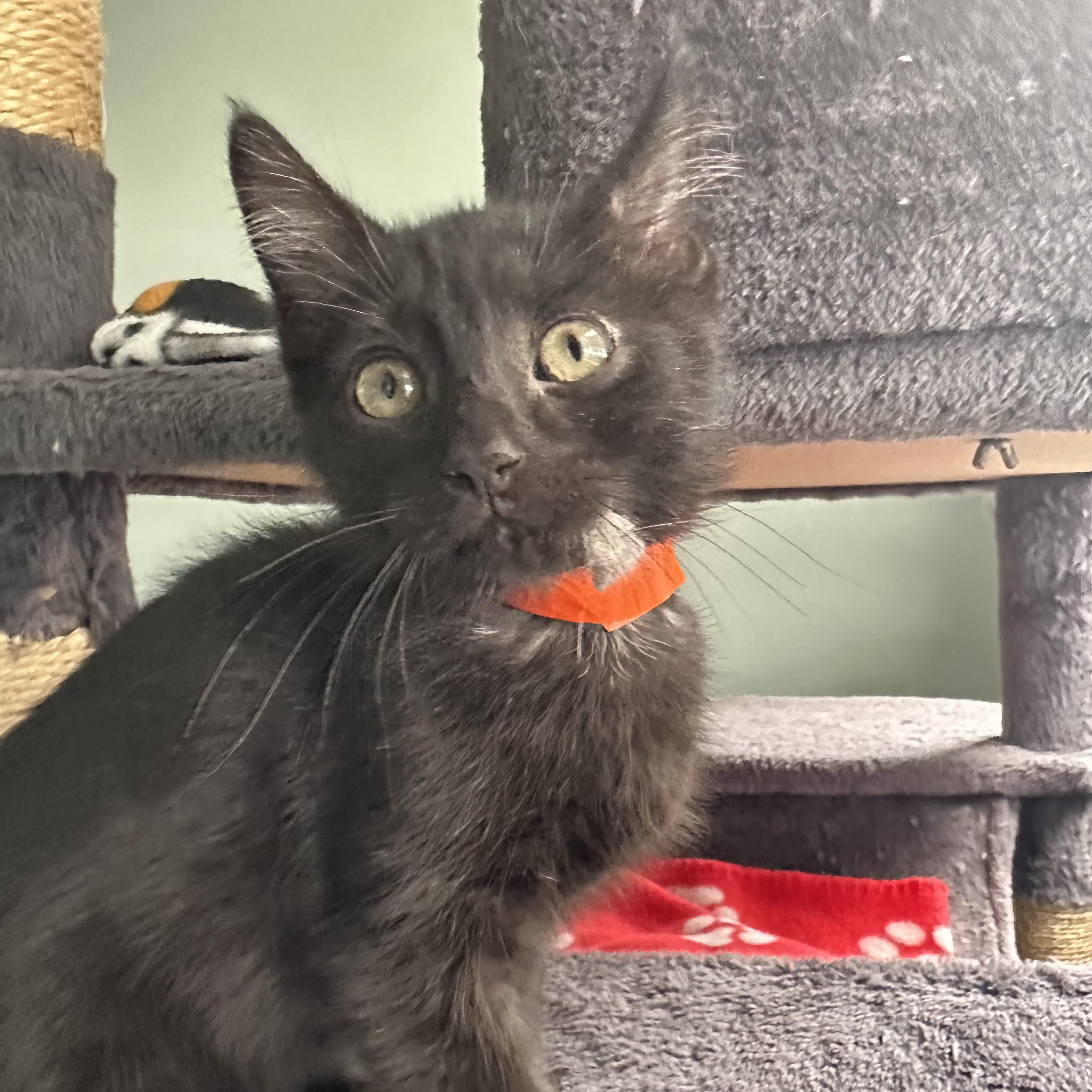 Dorito, a ADOPTABLE Domestic Short Hair in New Port Richey, FL image 5/5