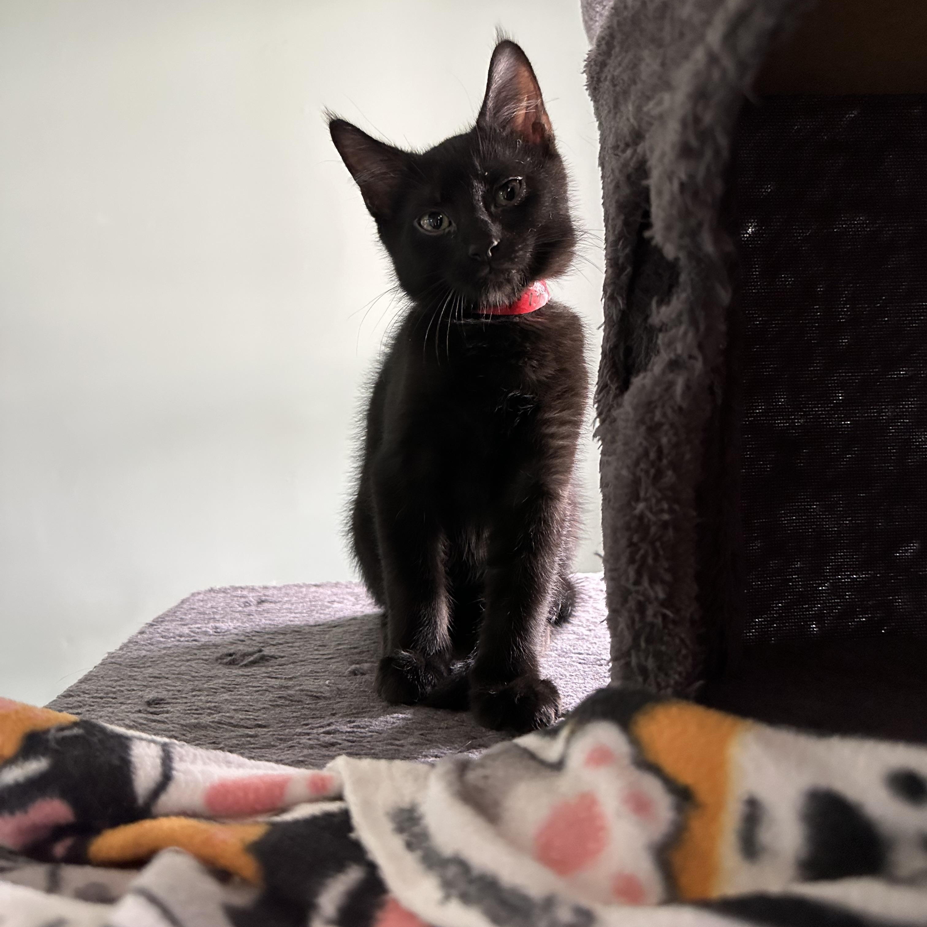 Dorito, a ADOPTABLE Domestic Short Hair in New Port Richey, FL image 1/5