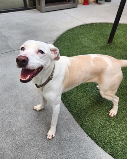 Harley, Adoptable, Adult Female Pit Bull Terrier & Mixed Breed.