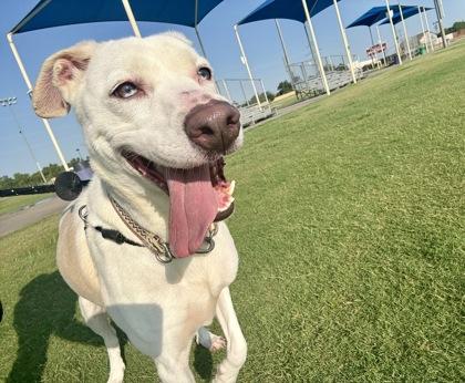 Harley, a Adoptable mixed breed in Lewisville, TX image 2/3