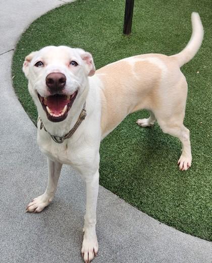 Harley, a Adoptable mixed breed in Lewisville, TX image 3/3