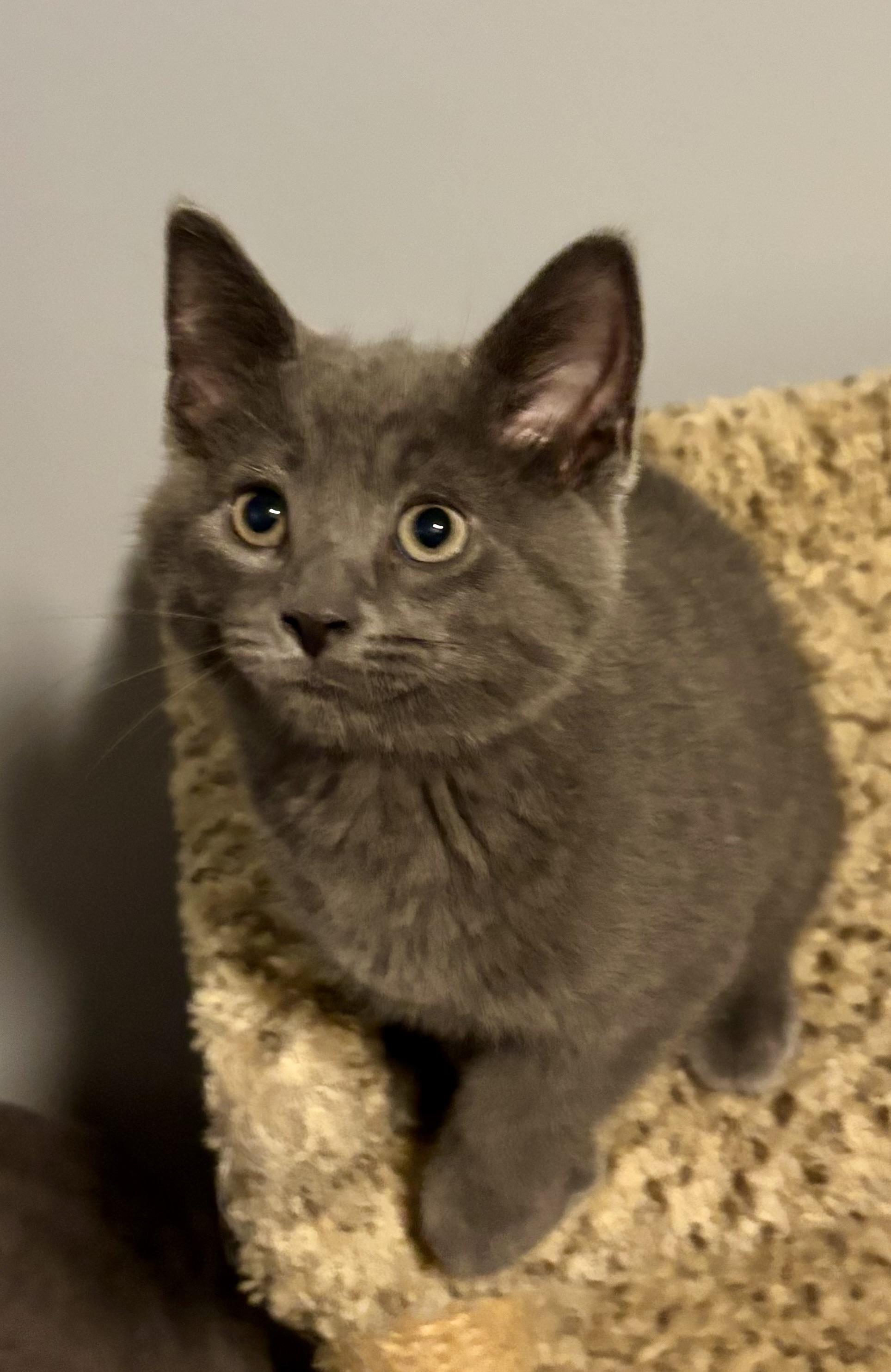 Enlarge Meatball, a Adopted mixed breed in Brookville, OH image 1/5