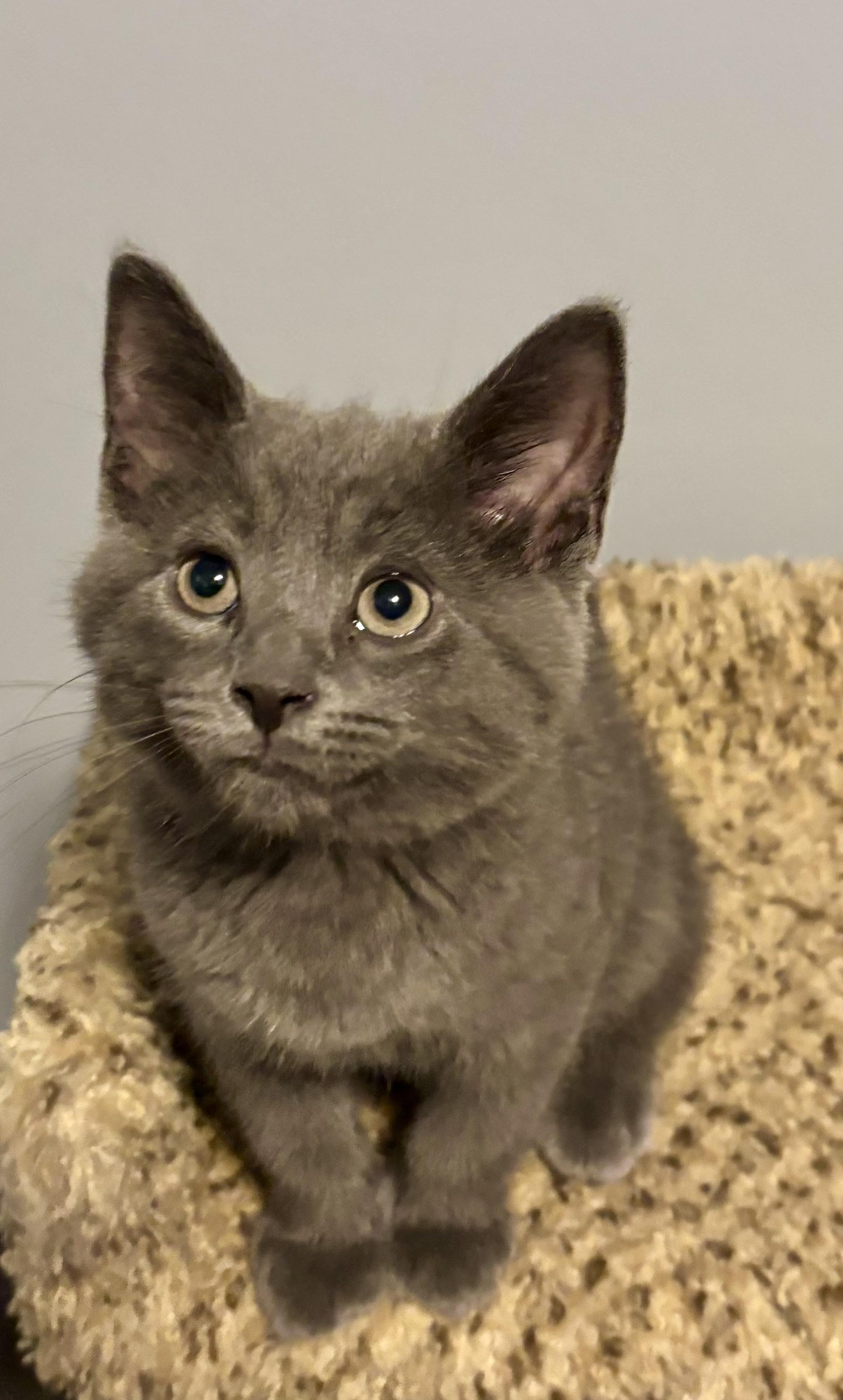 Enlarge Meatball, a Adopted mixed breed in Brookville, OH image 2/5