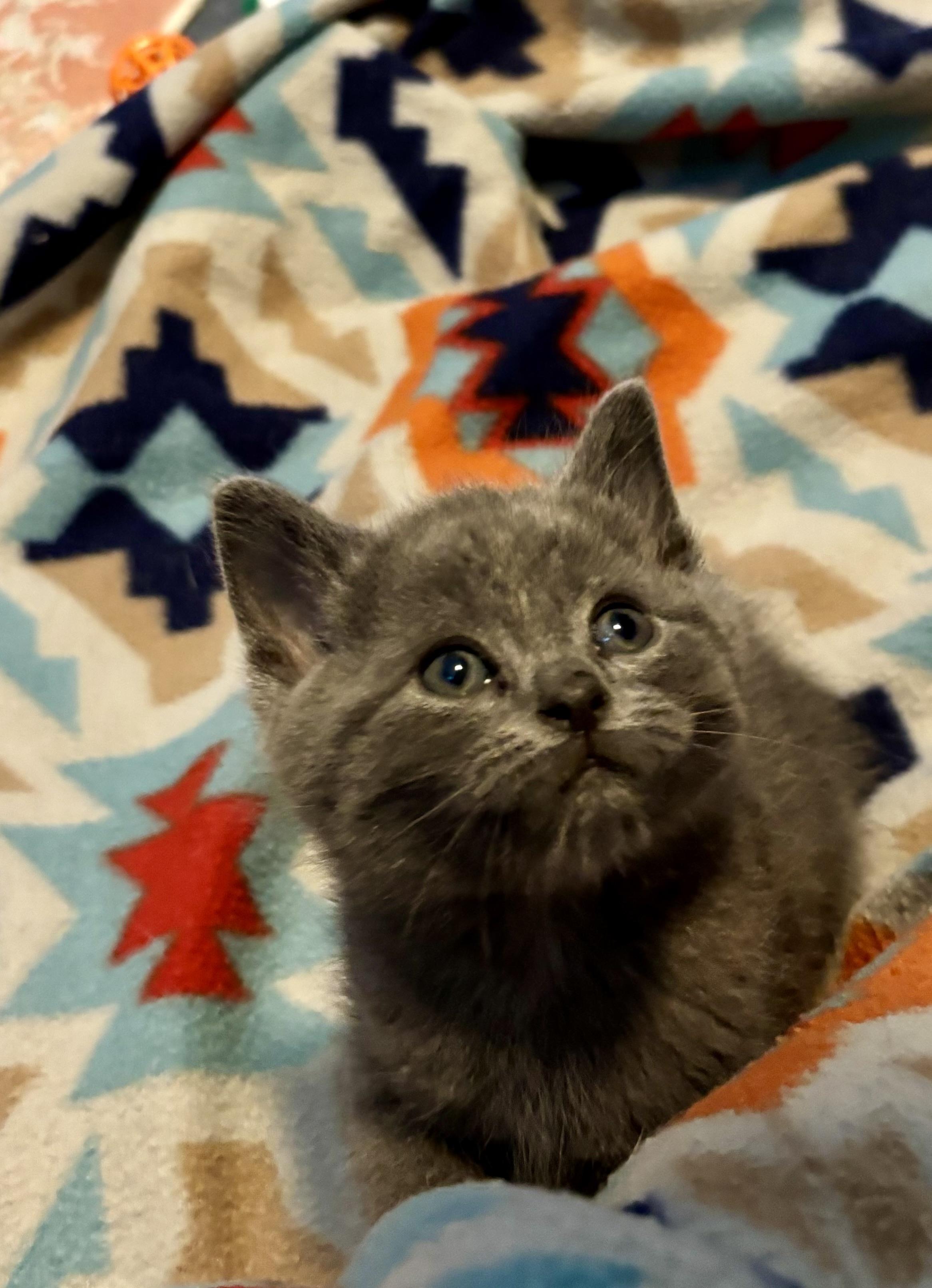 Enlarge Meatball, a Adopted mixed breed in Brookville, OH image 4/5