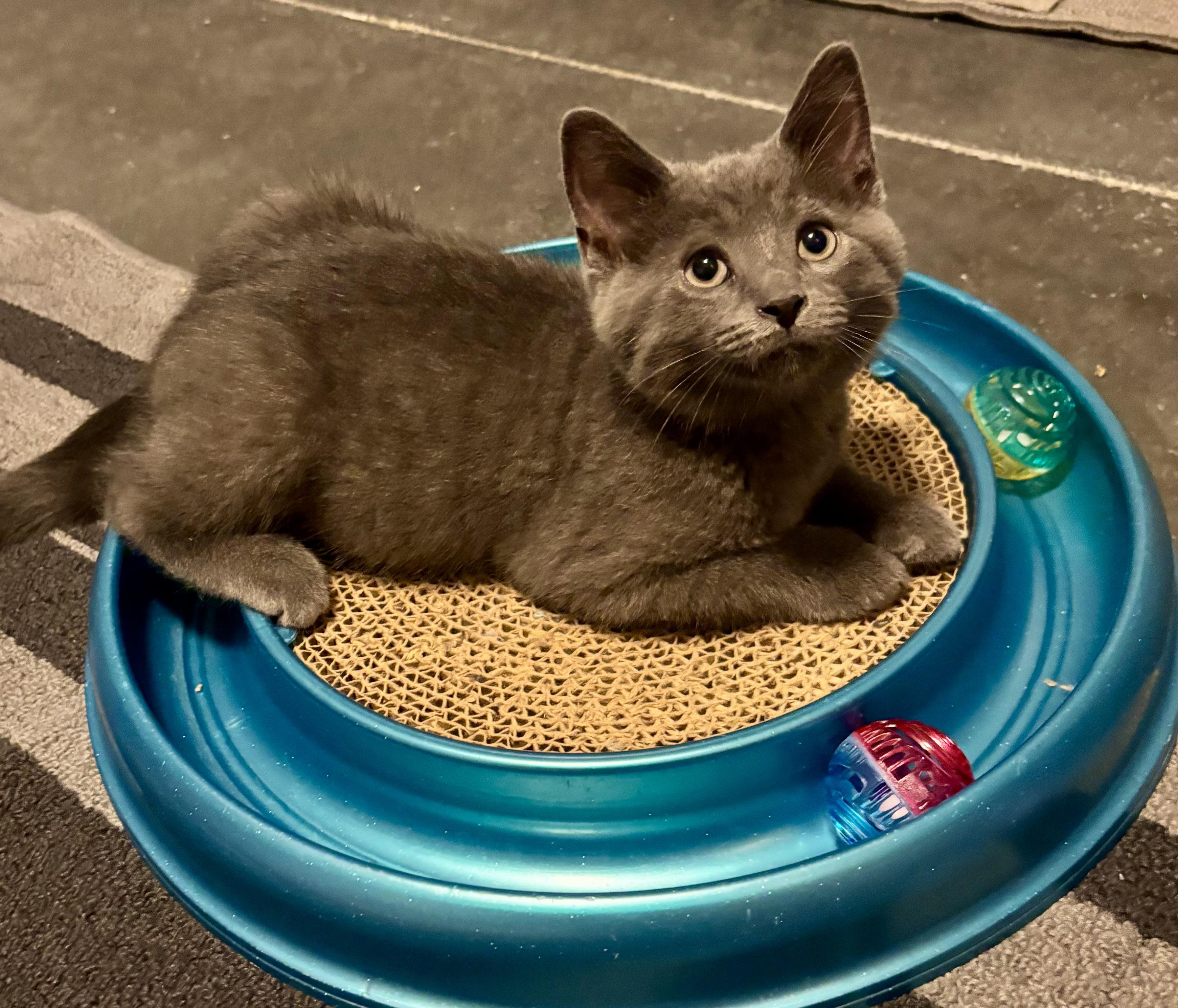 Enlarge Meatball, a Adopted mixed breed in Brookville, OH image 5/5