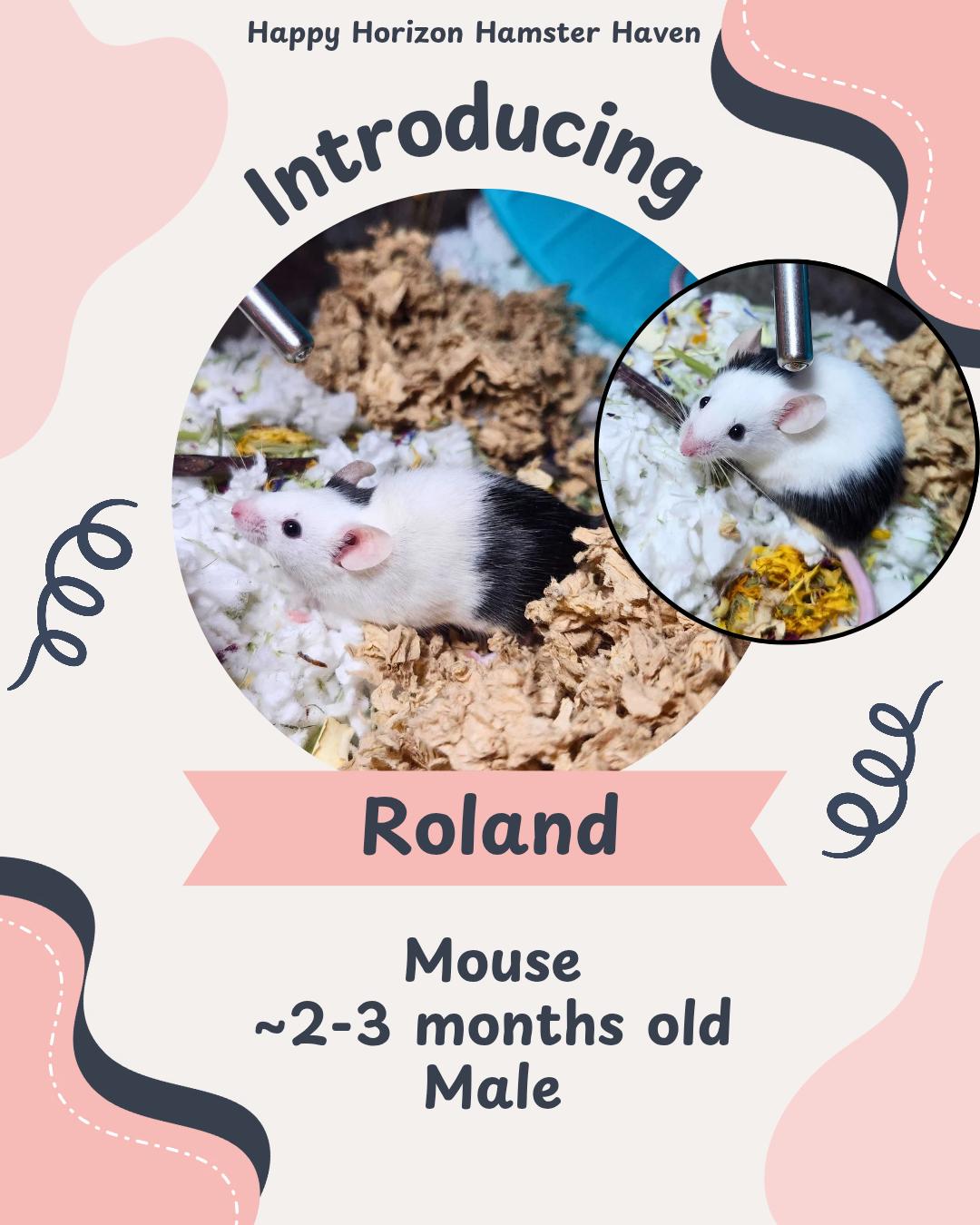 Roland, ADOPTABLE, Baby Male Mouse.