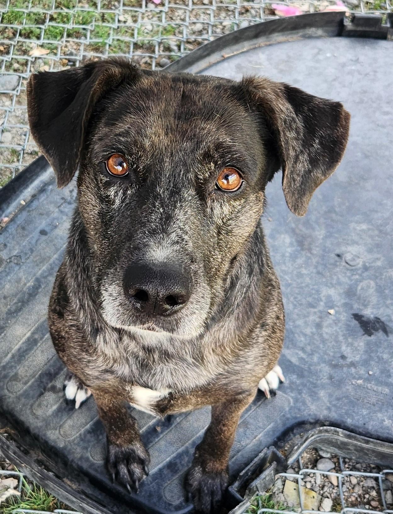 Hefner, ADOPTABLE, Adult Male Catahoula Leopard Dog.