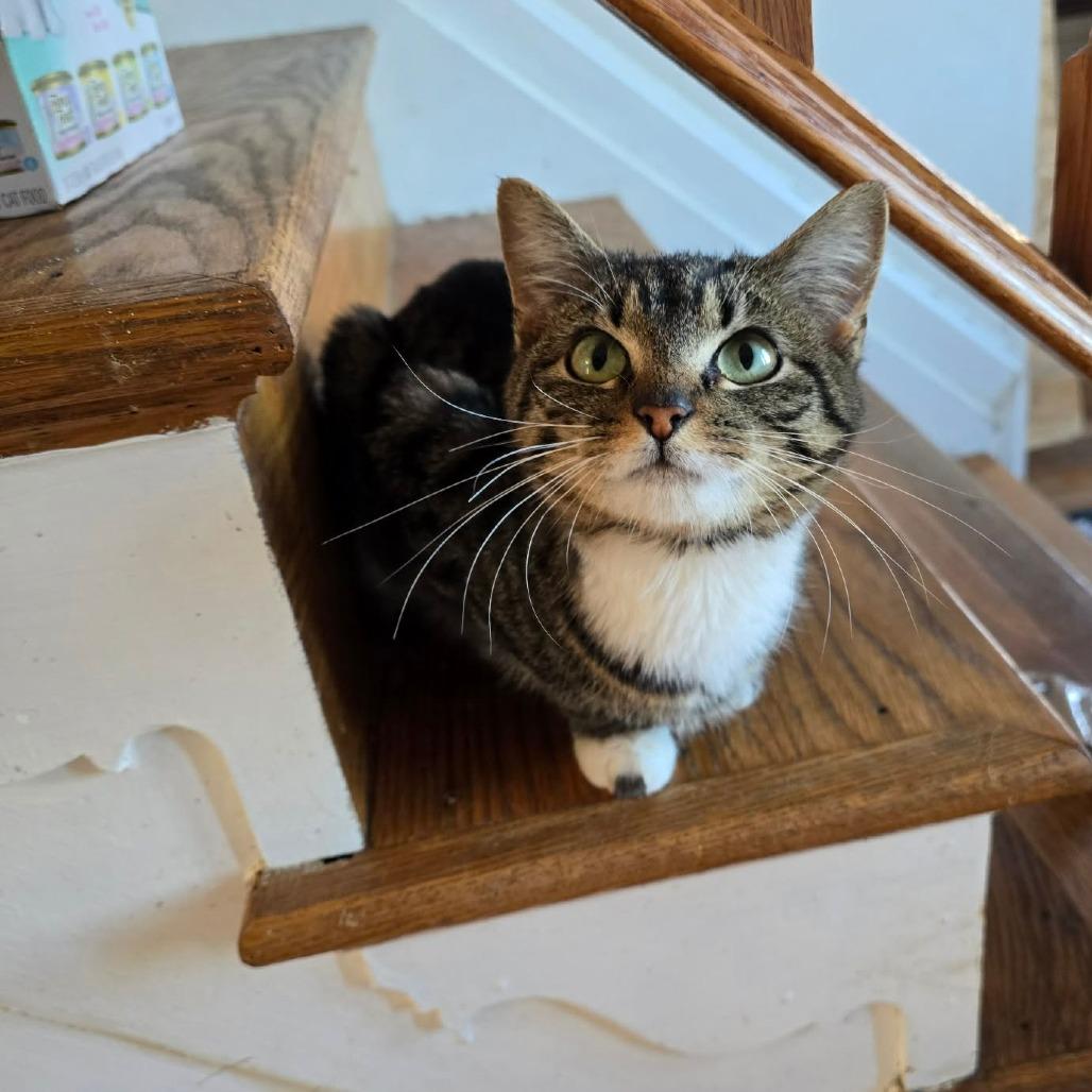 Chloe, Adoptable, Young Female Domestic Short Hair.