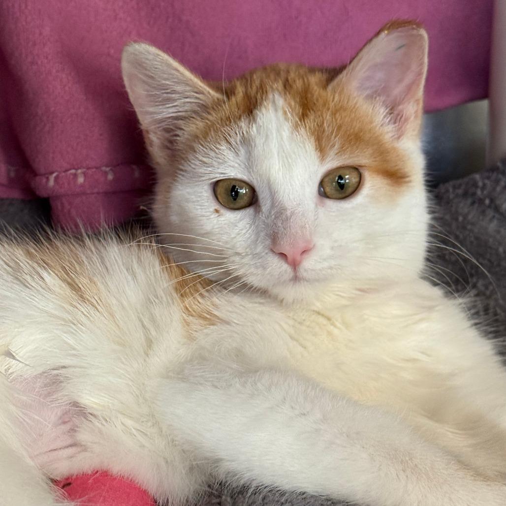 Callie, Adoptable, Kitten Female Domestic Short Hair.