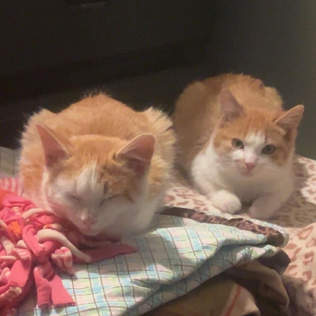 Enlarge Callie, a Adoptable Domestic Short Hair in Saint Cloud, MN image 2/6