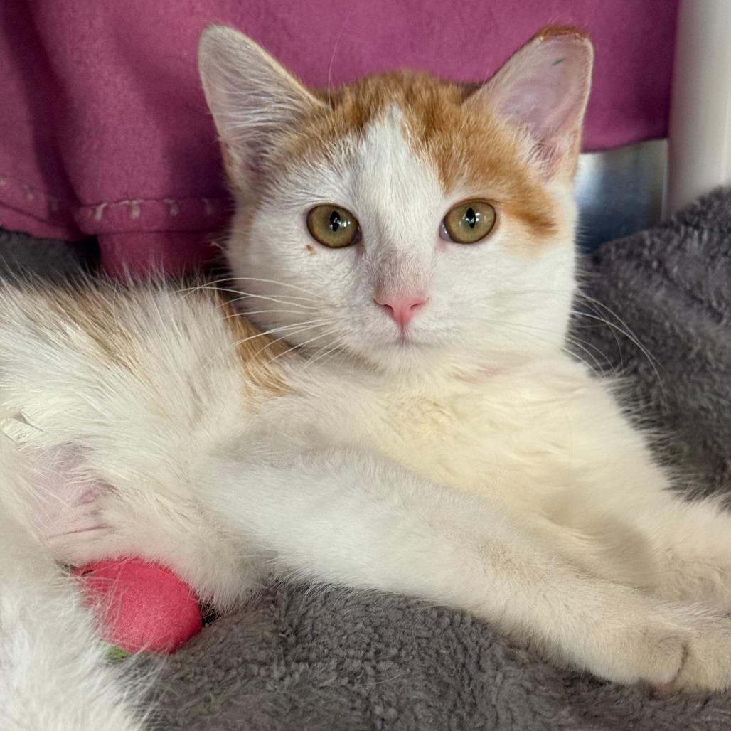 Enlarge Callie, a Adoptable Domestic Short Hair in Saint Cloud, MN image 3/6