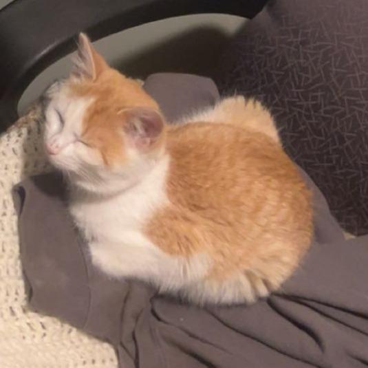 Enlarge Callie, a Adoptable Domestic Short Hair in Saint Cloud, MN image 4/6